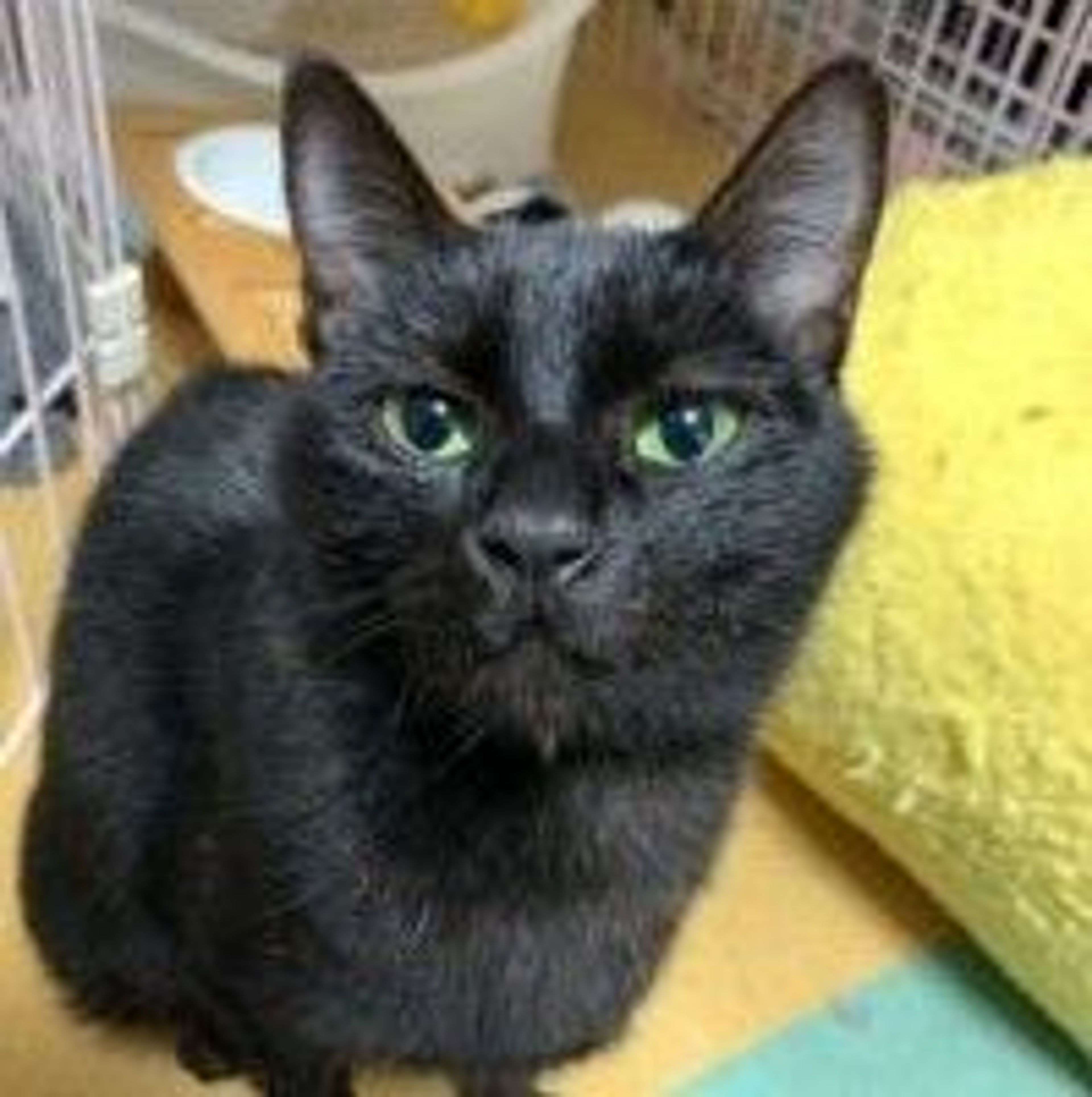 雑種（ミックス猫）・メスの里親募集の写真