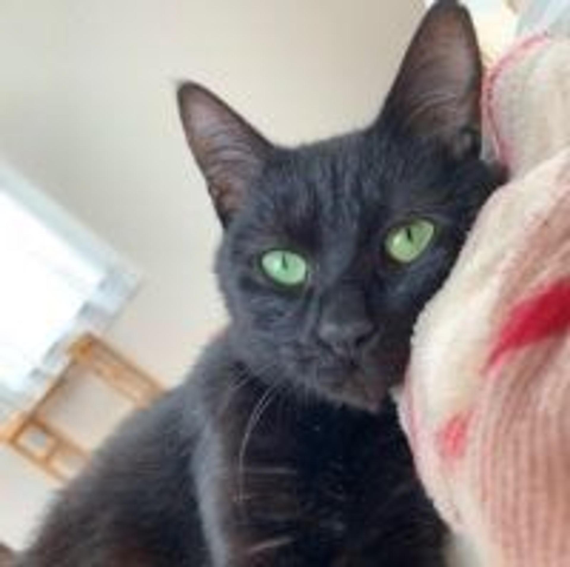 pet-image-2