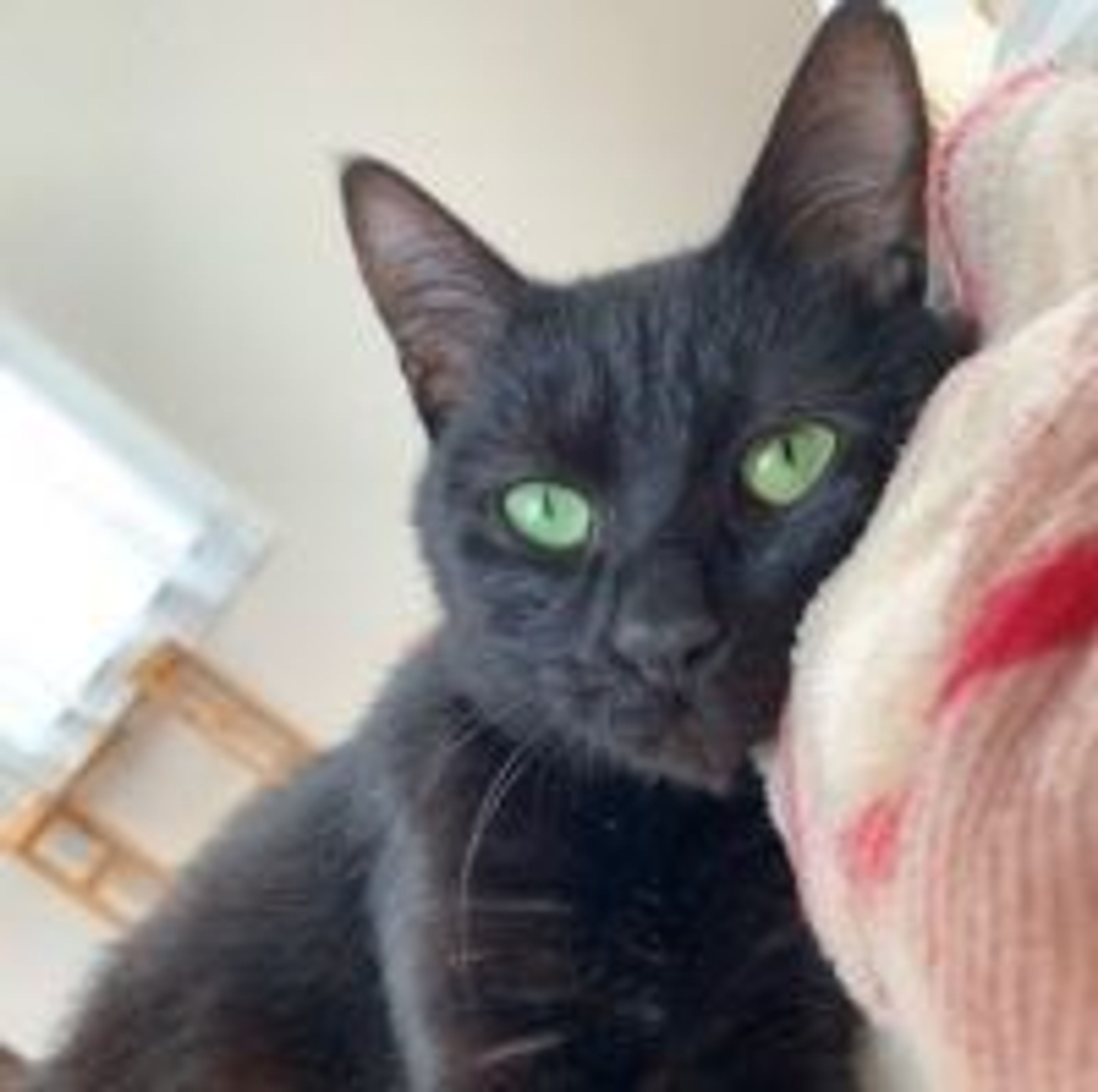 pet-image-2