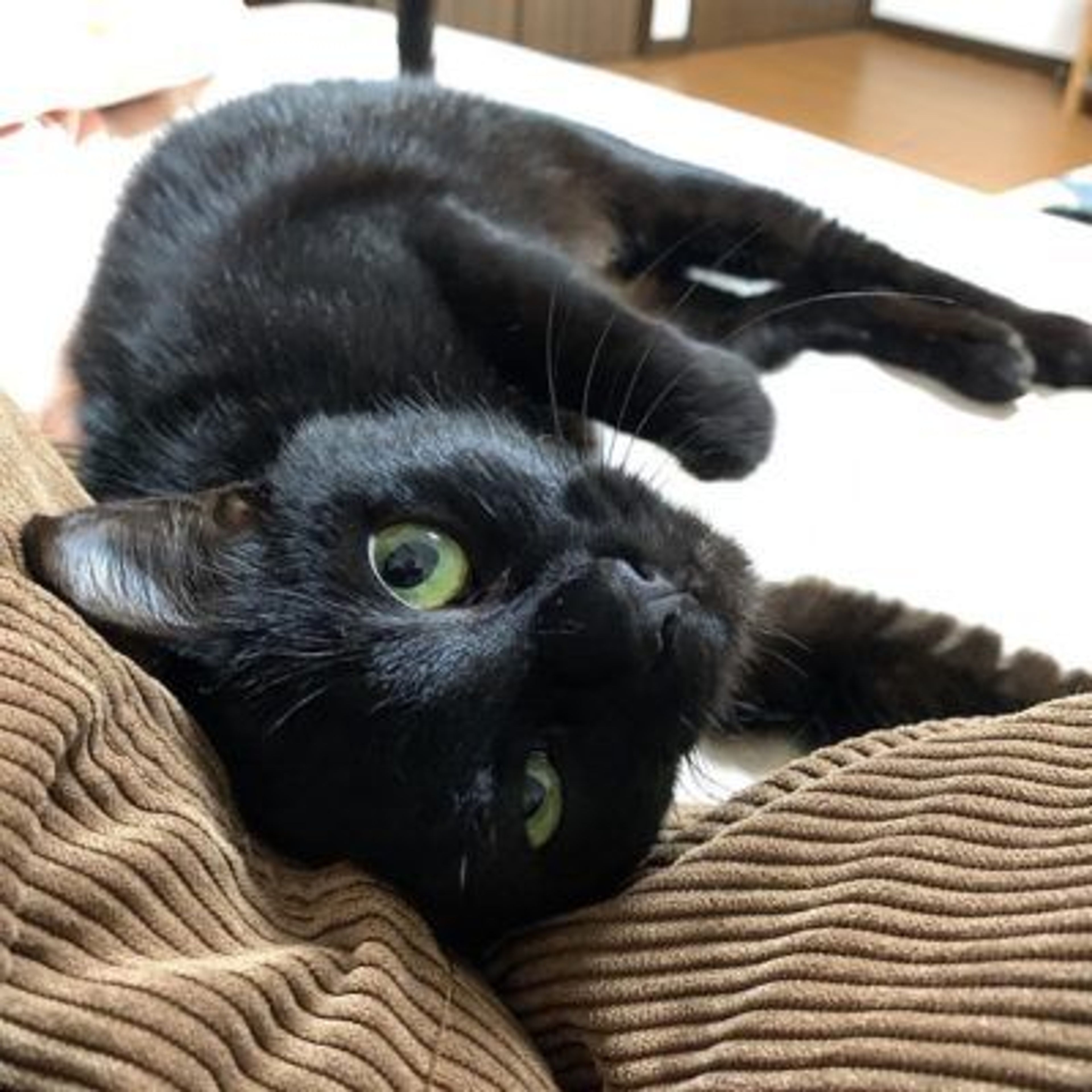 pet-image-3