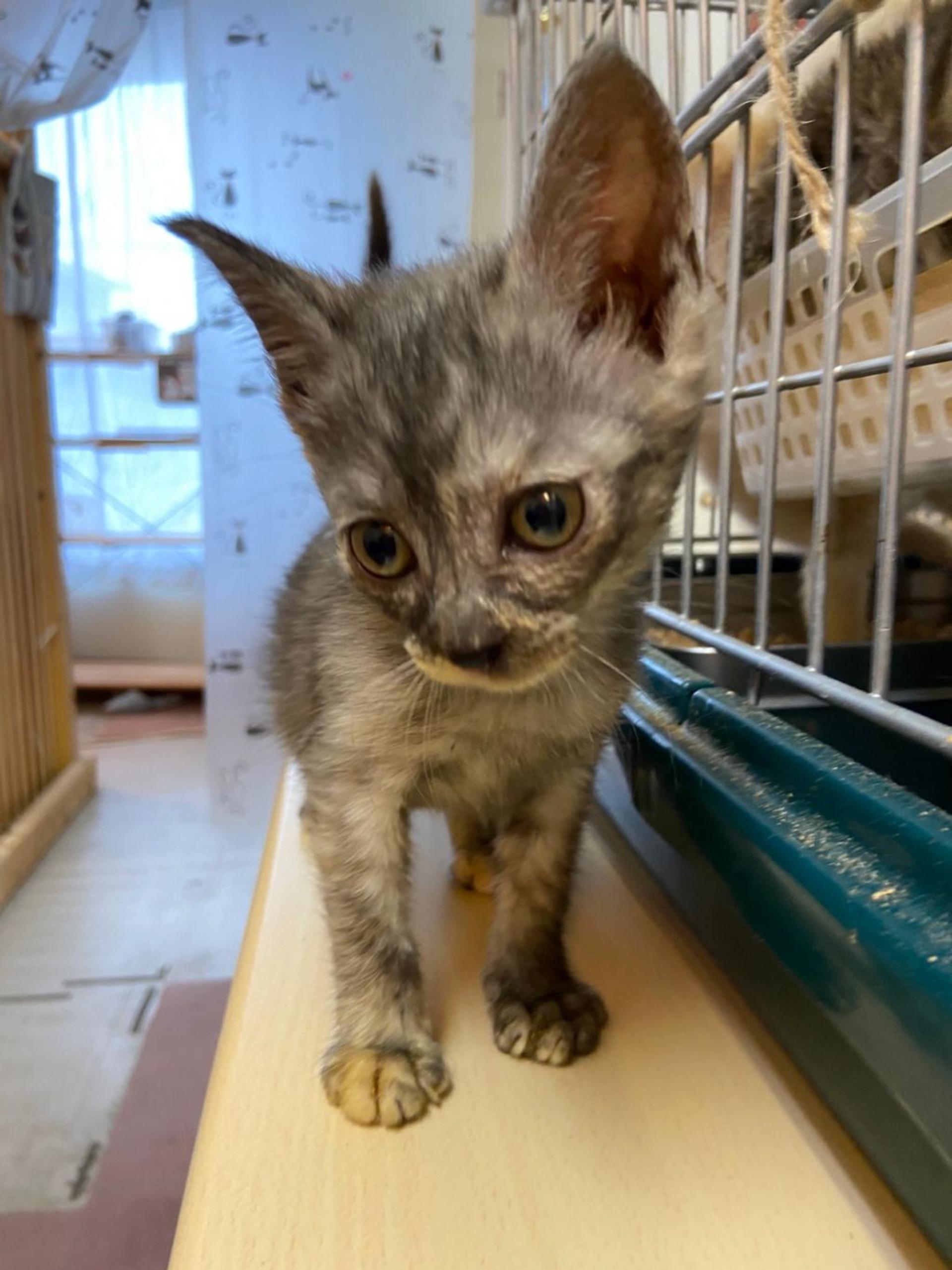 pet-image-2