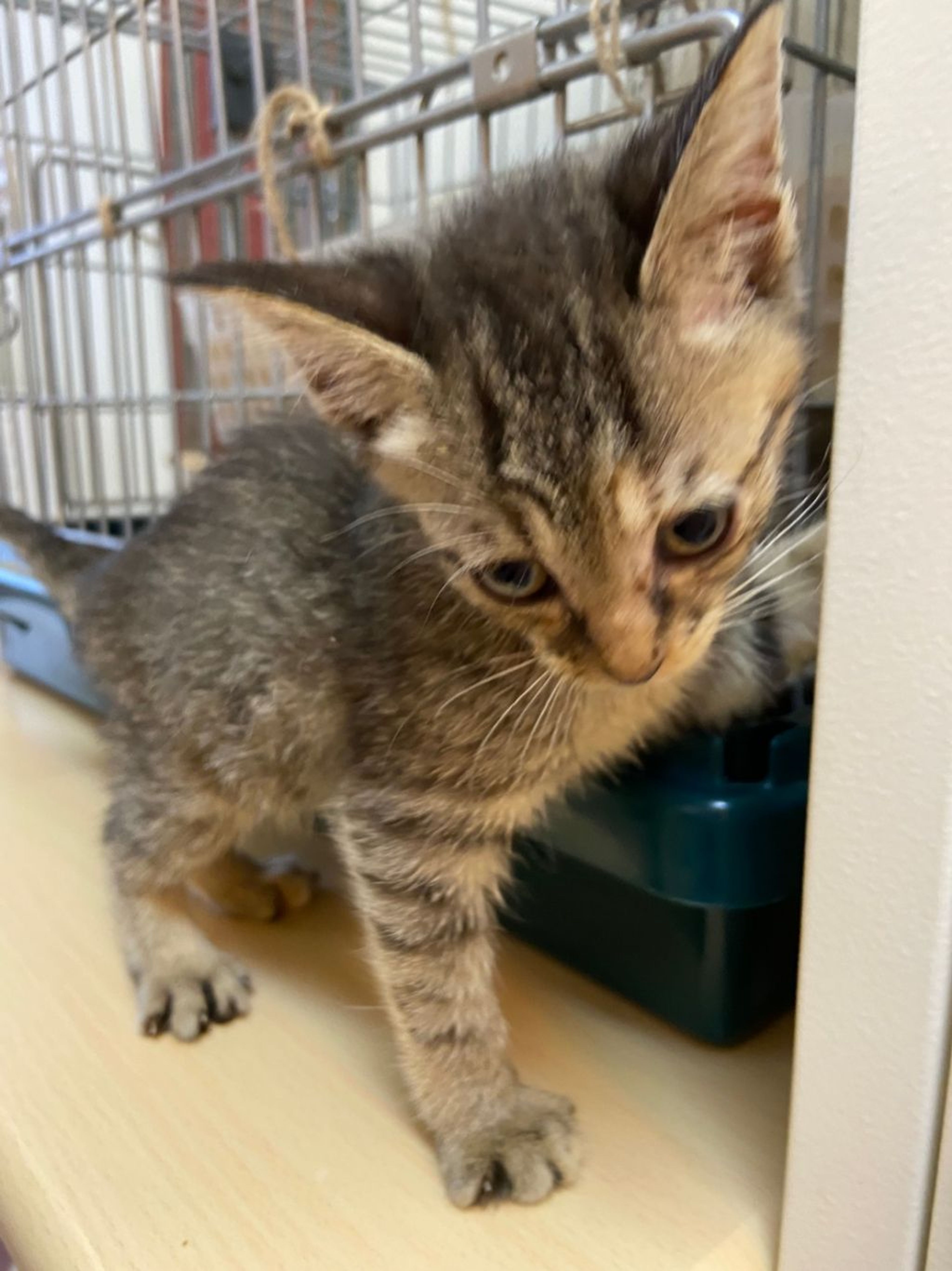 pet-image-2