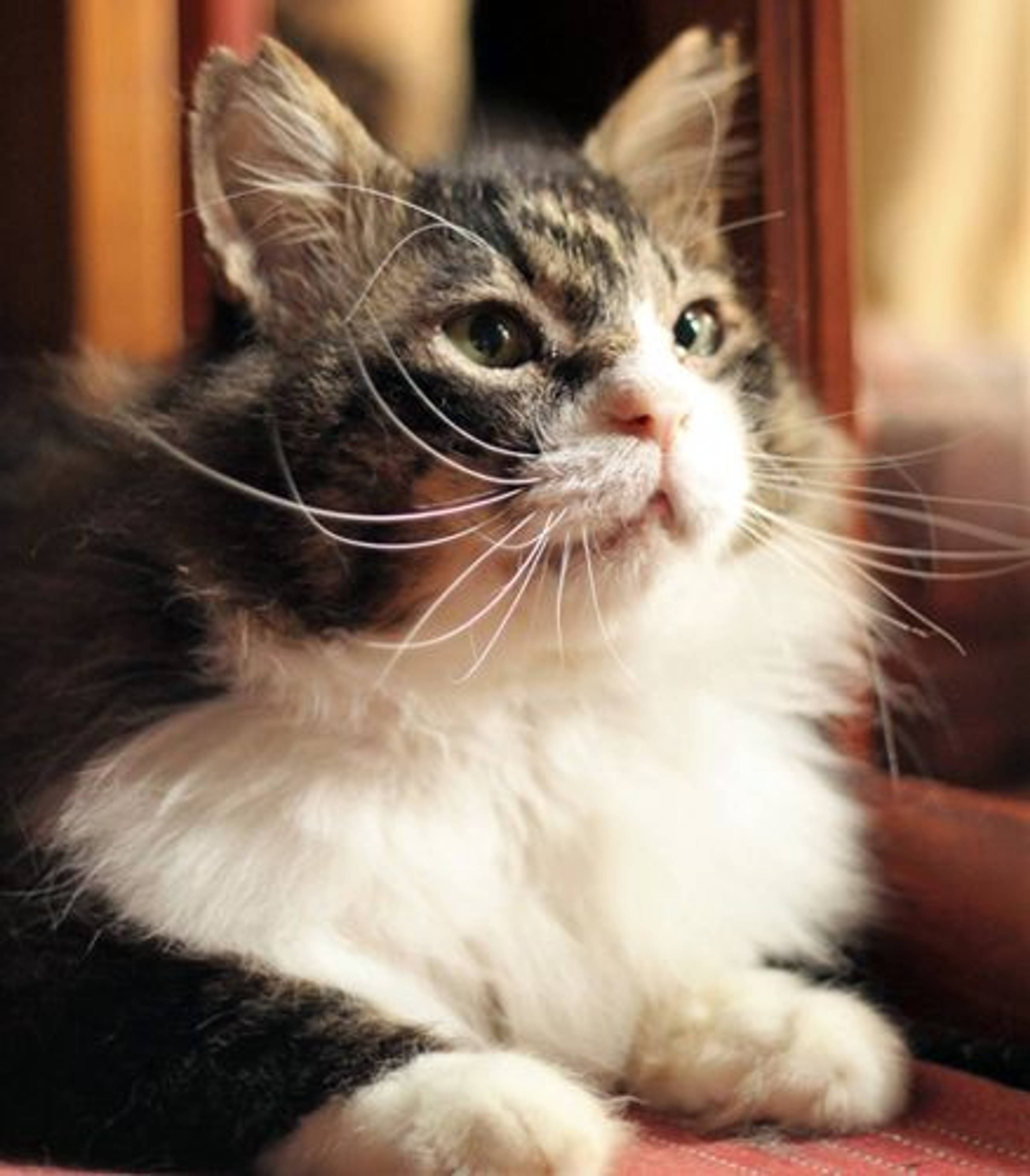 雑種（ミックス猫）・オスの里親募集の写真