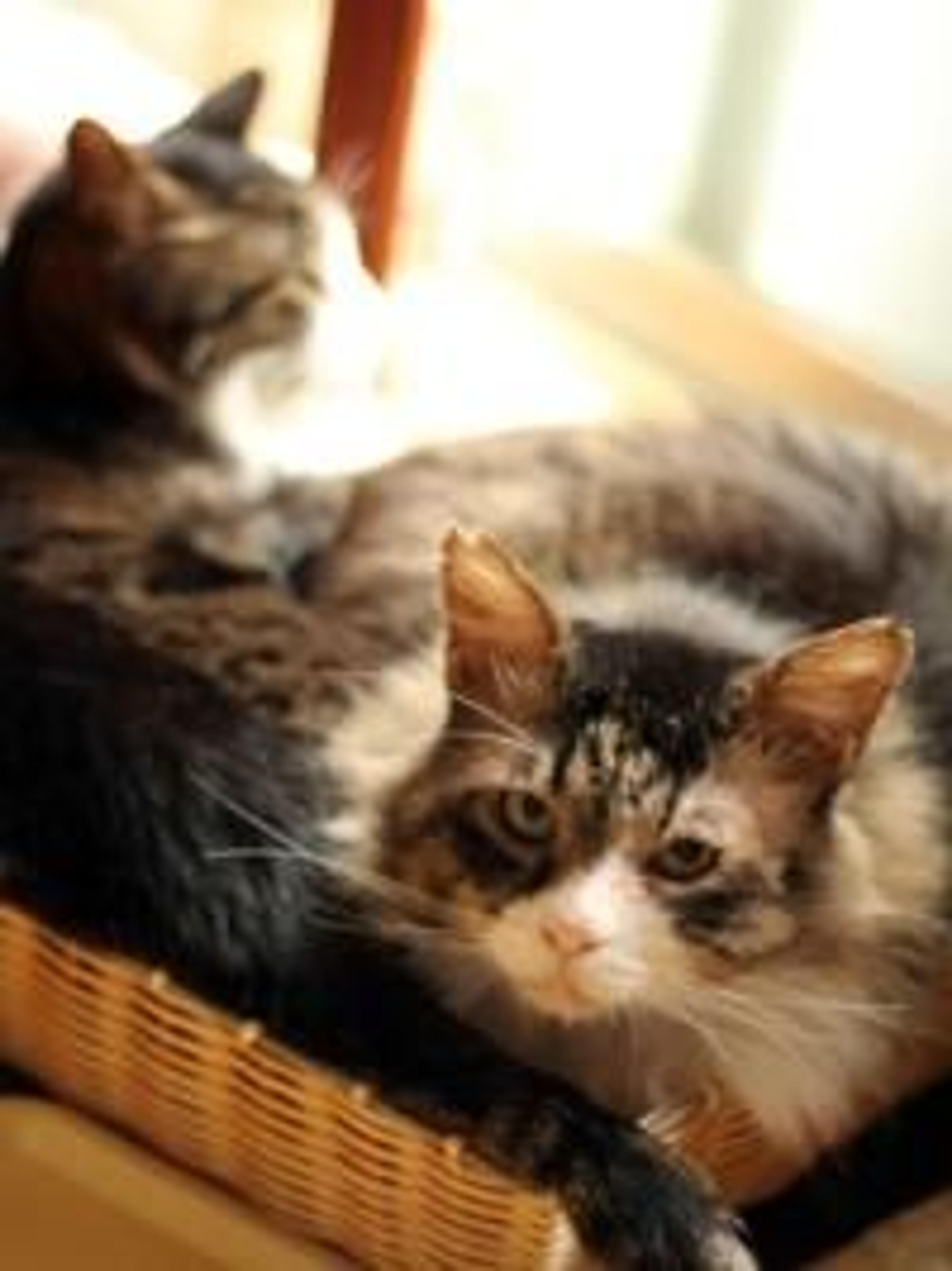 pet-image-2