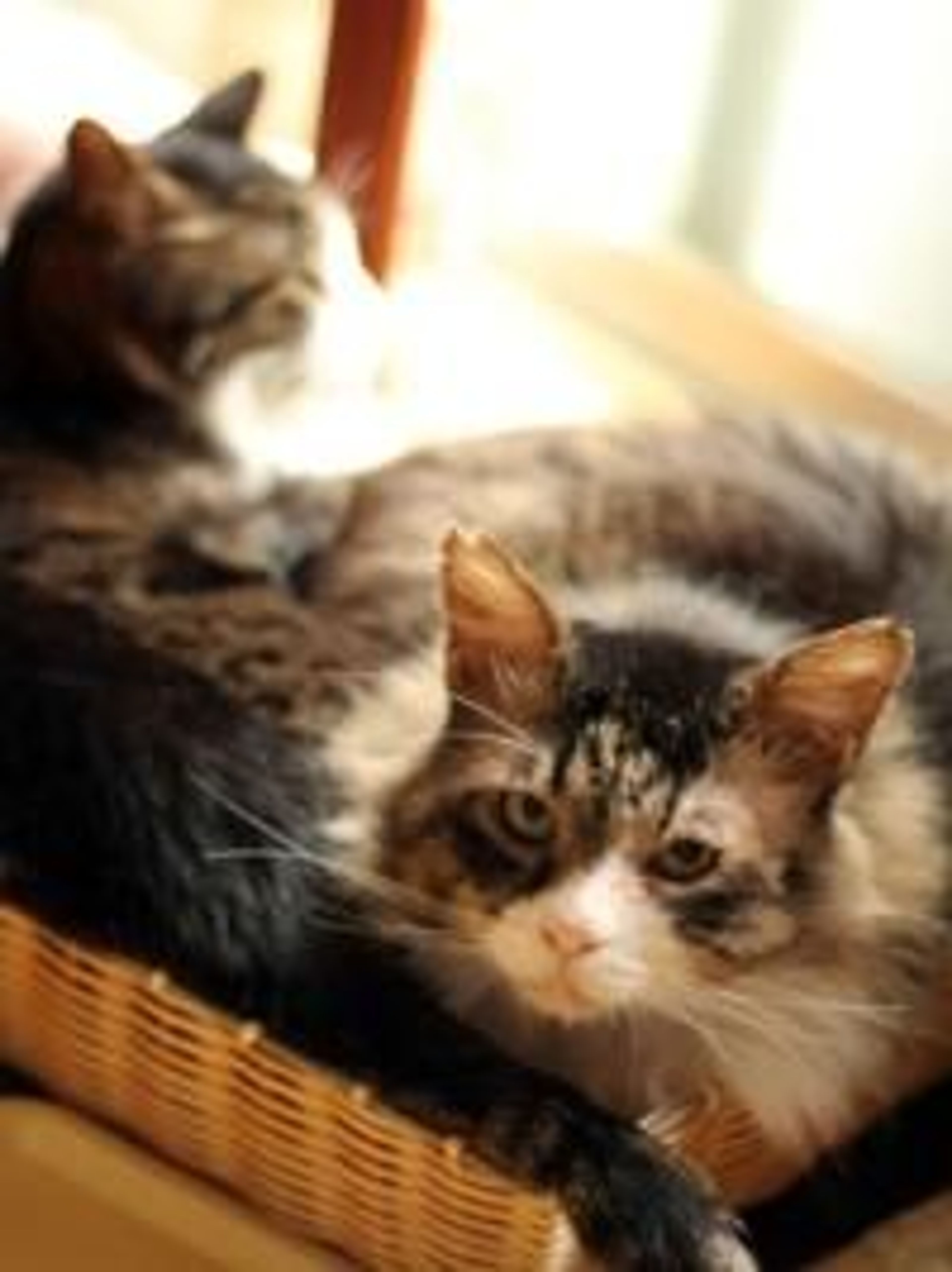 pet-image-2