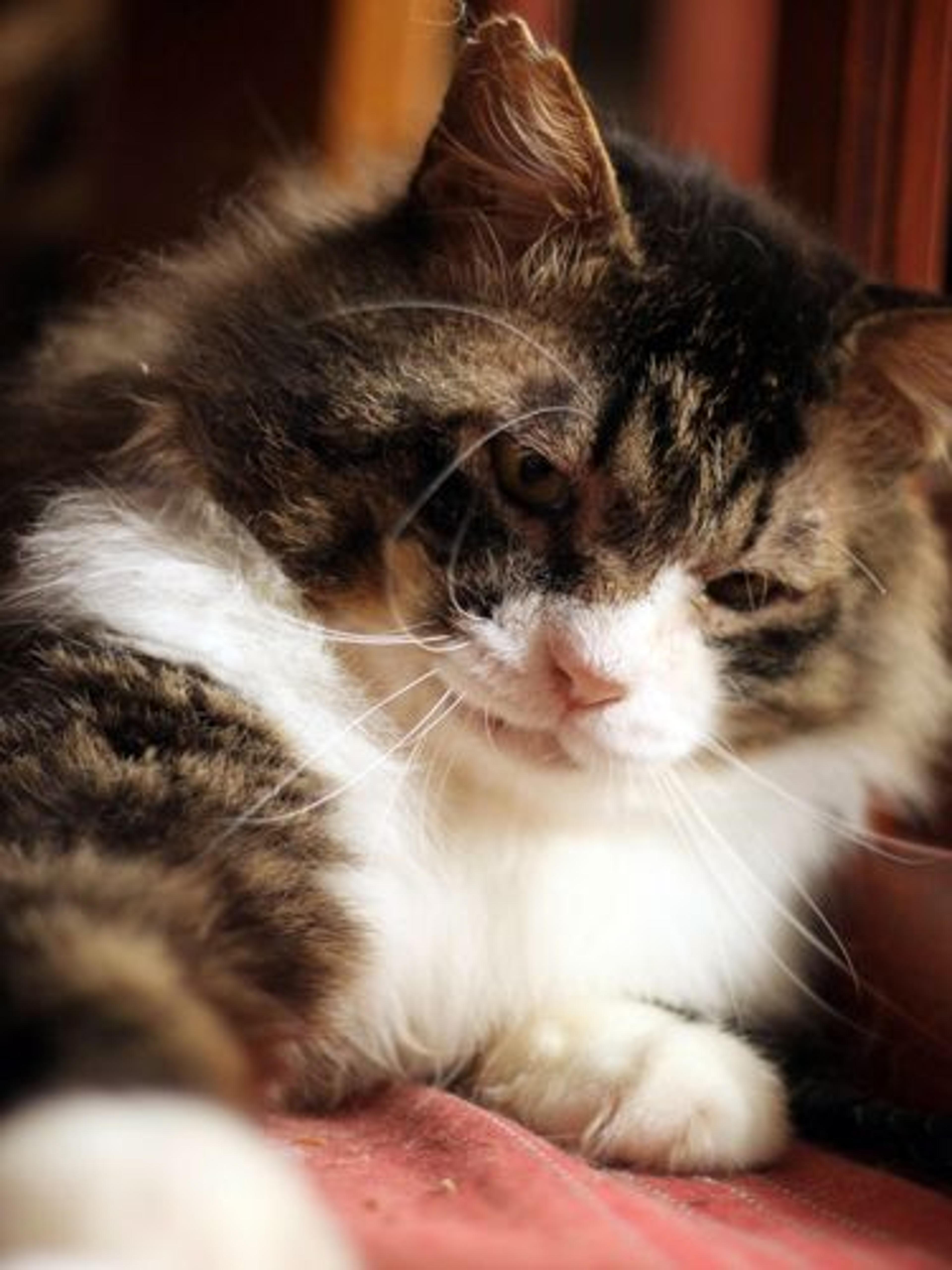 pet-image-3