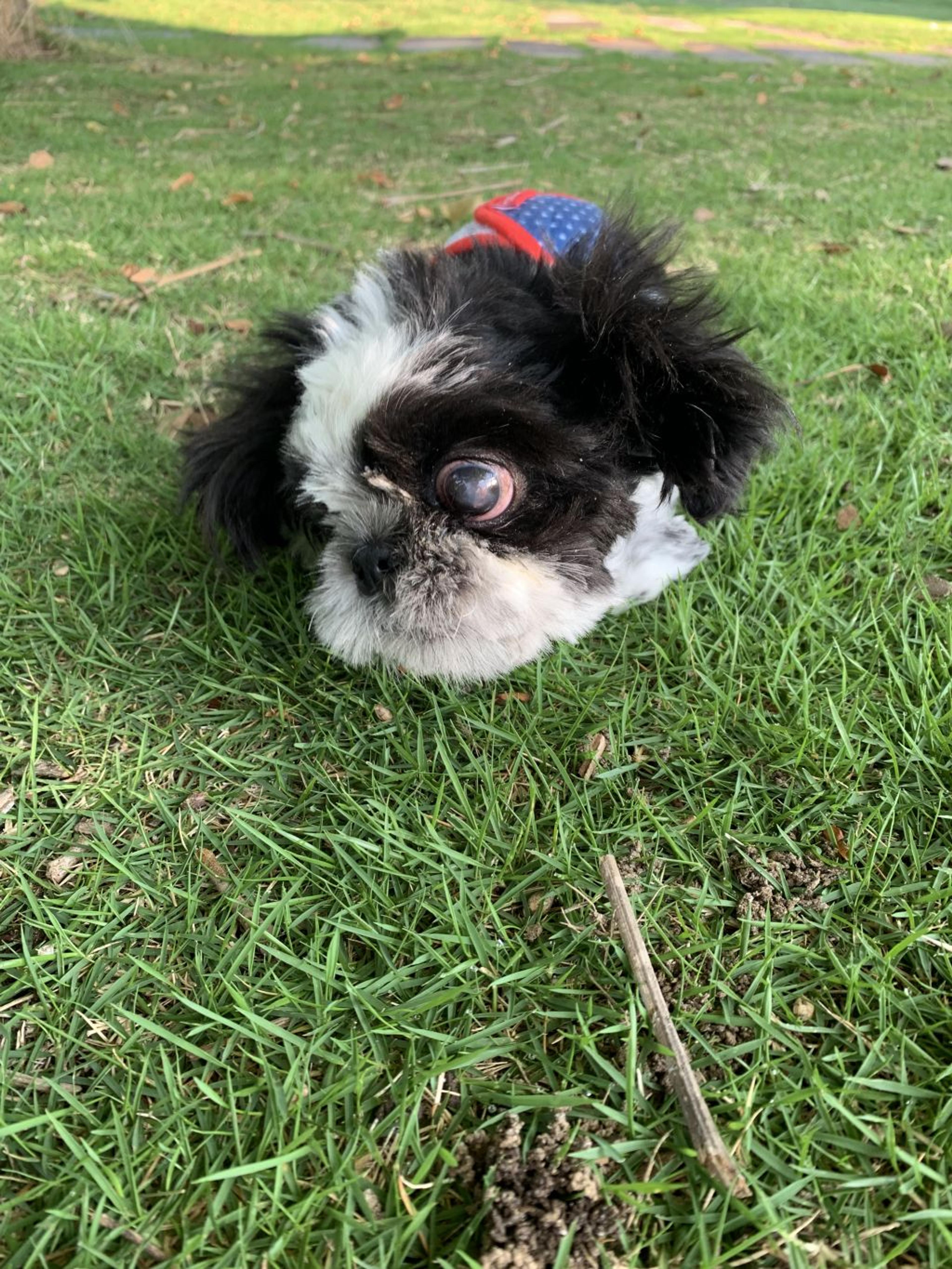 pet-image-2