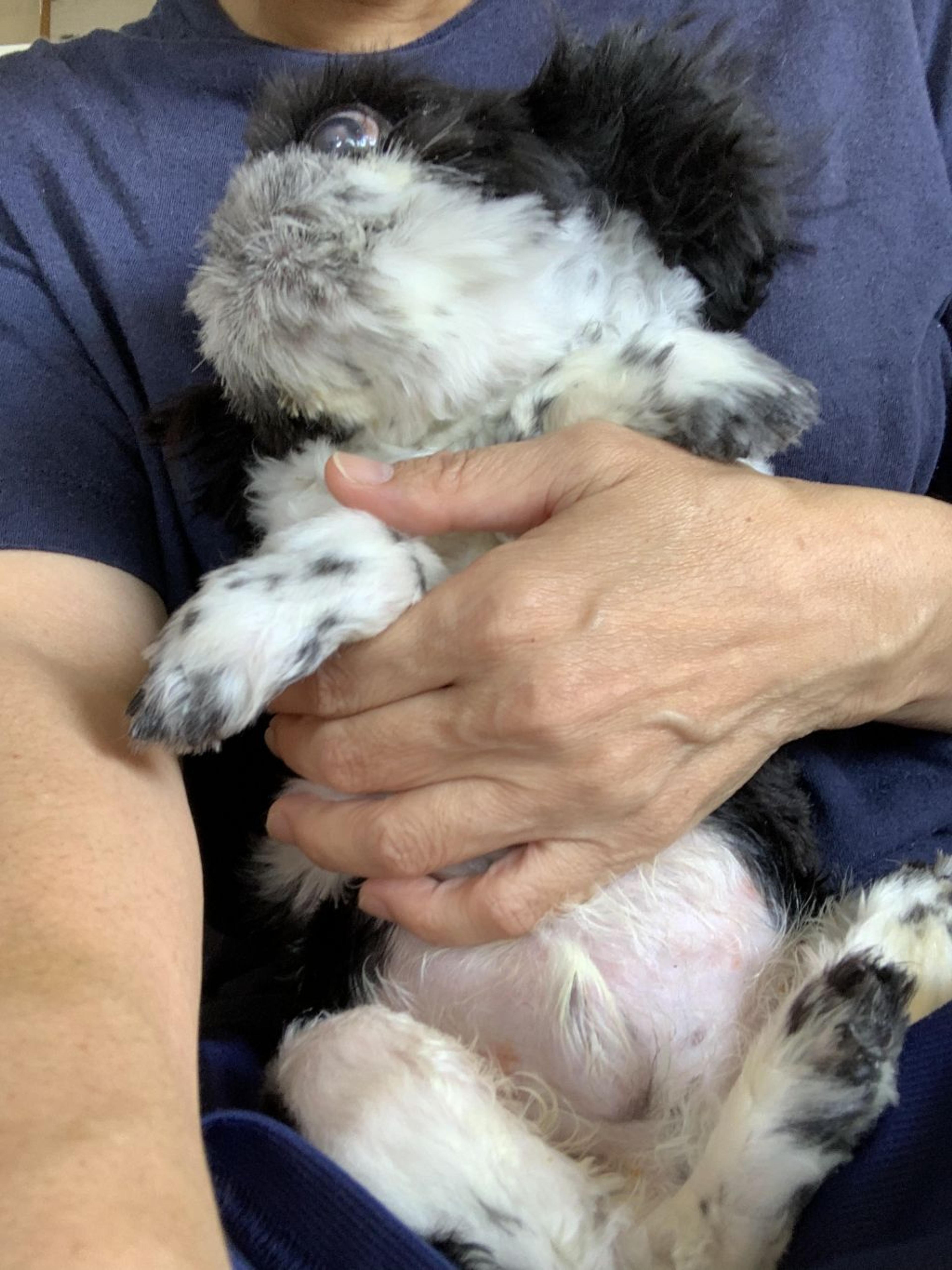 pet-image-3