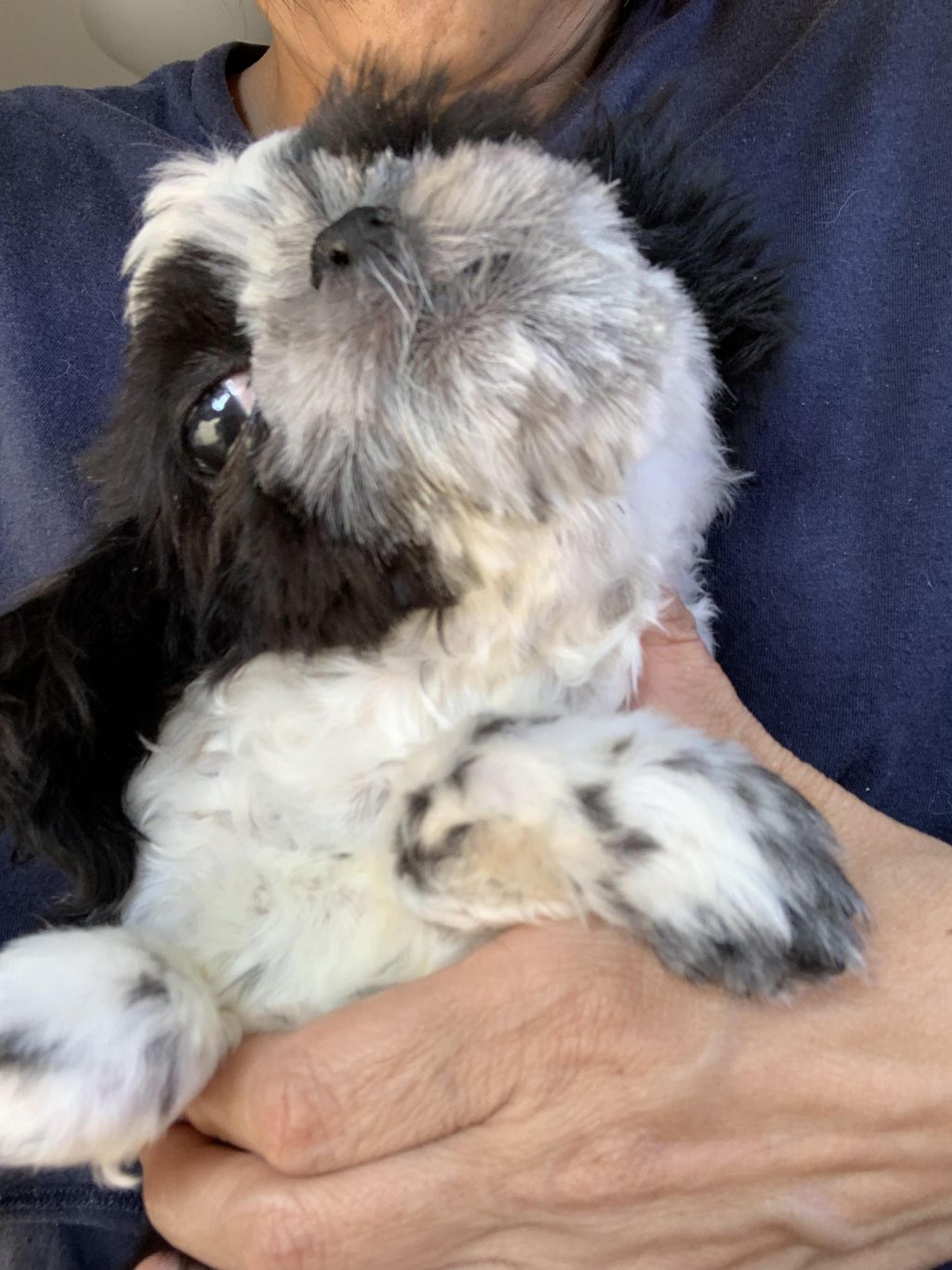 pet-image-4
