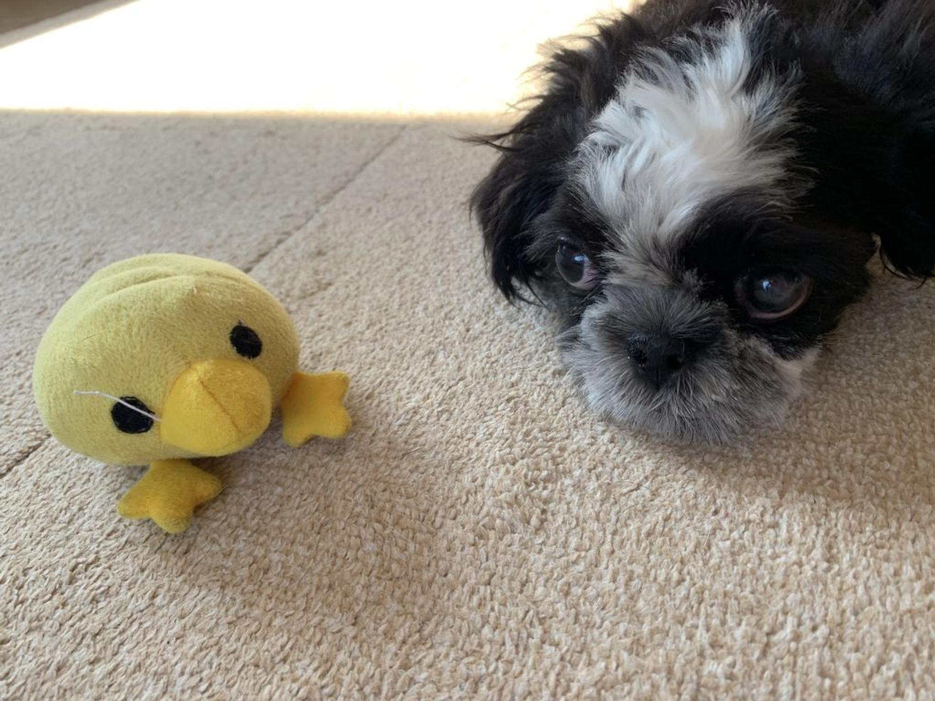 pet-image-5
