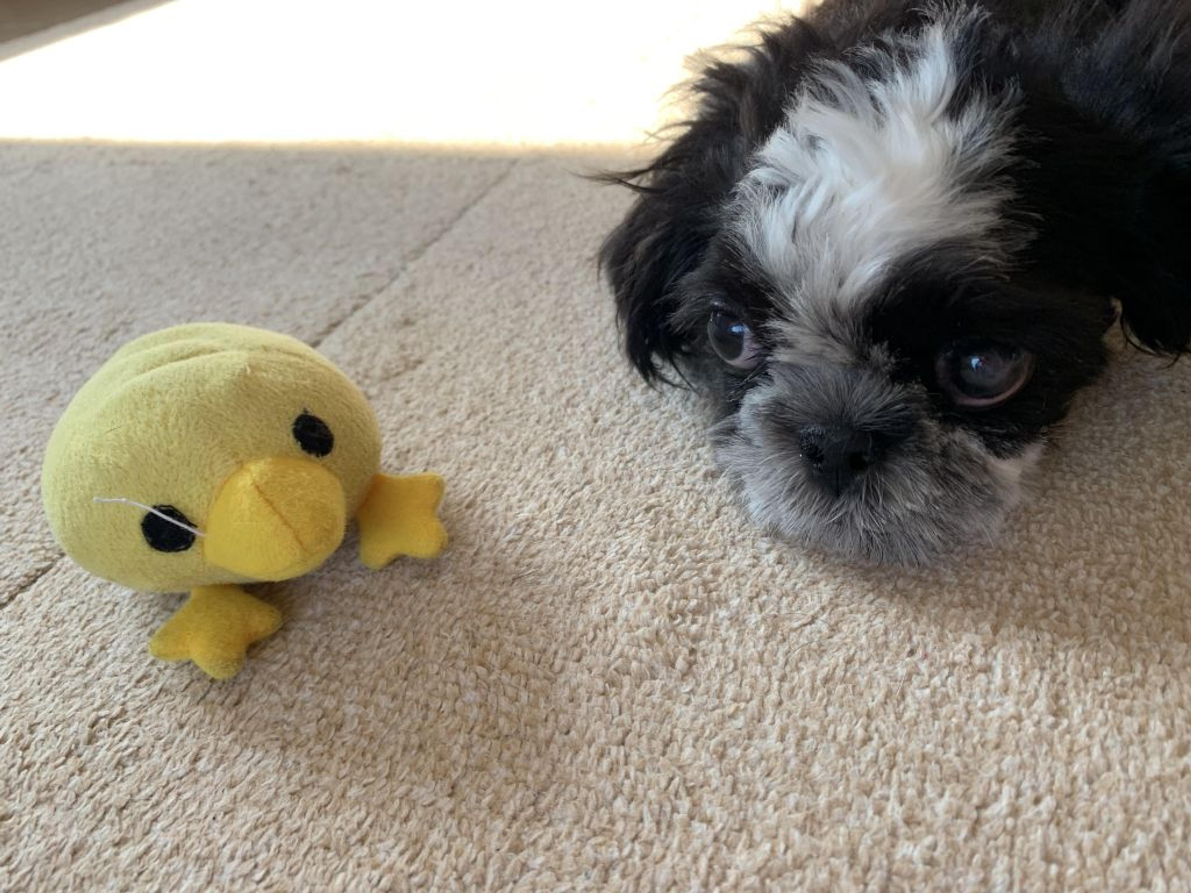 pet-image-5
