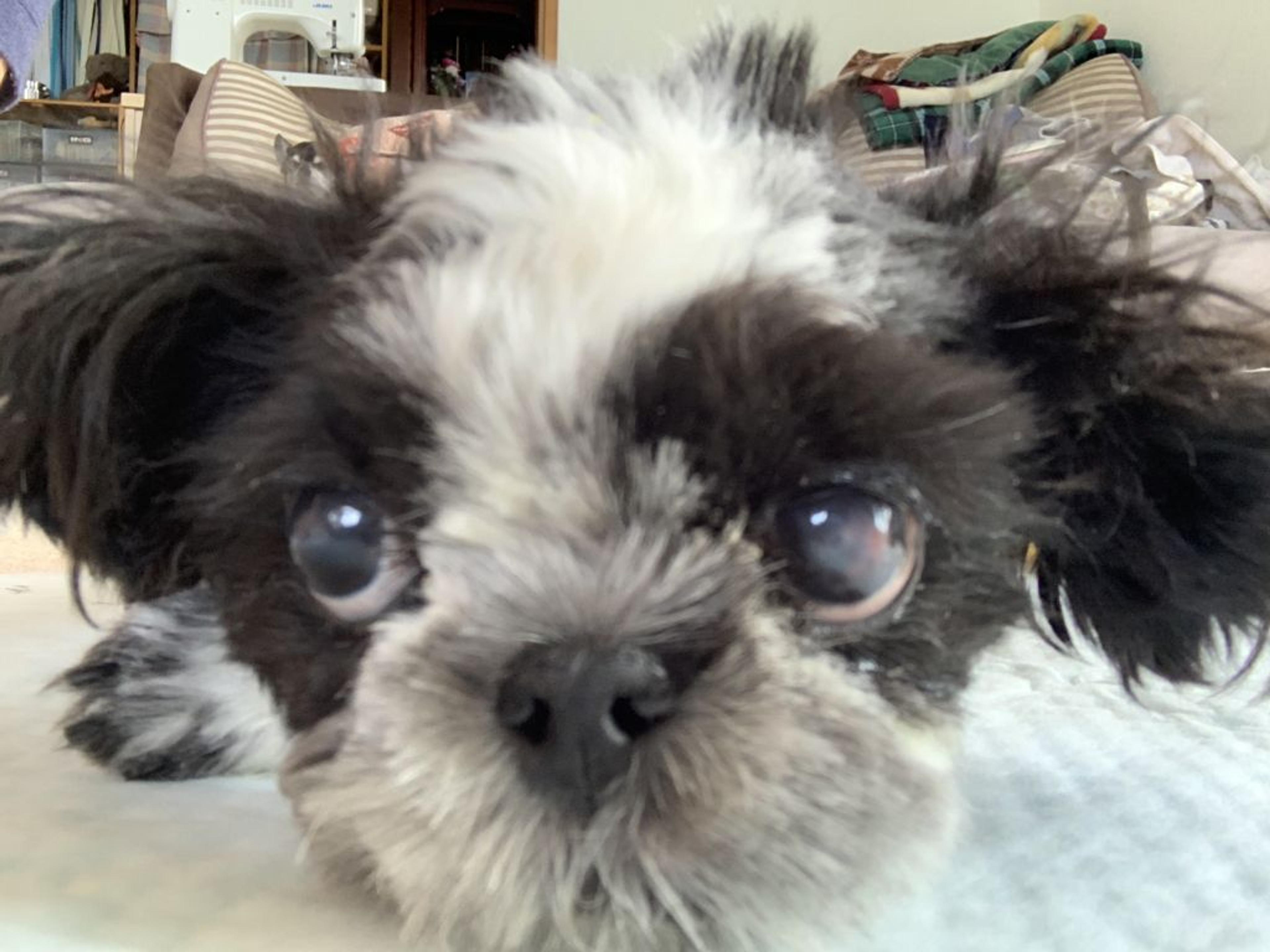 pet-image-6