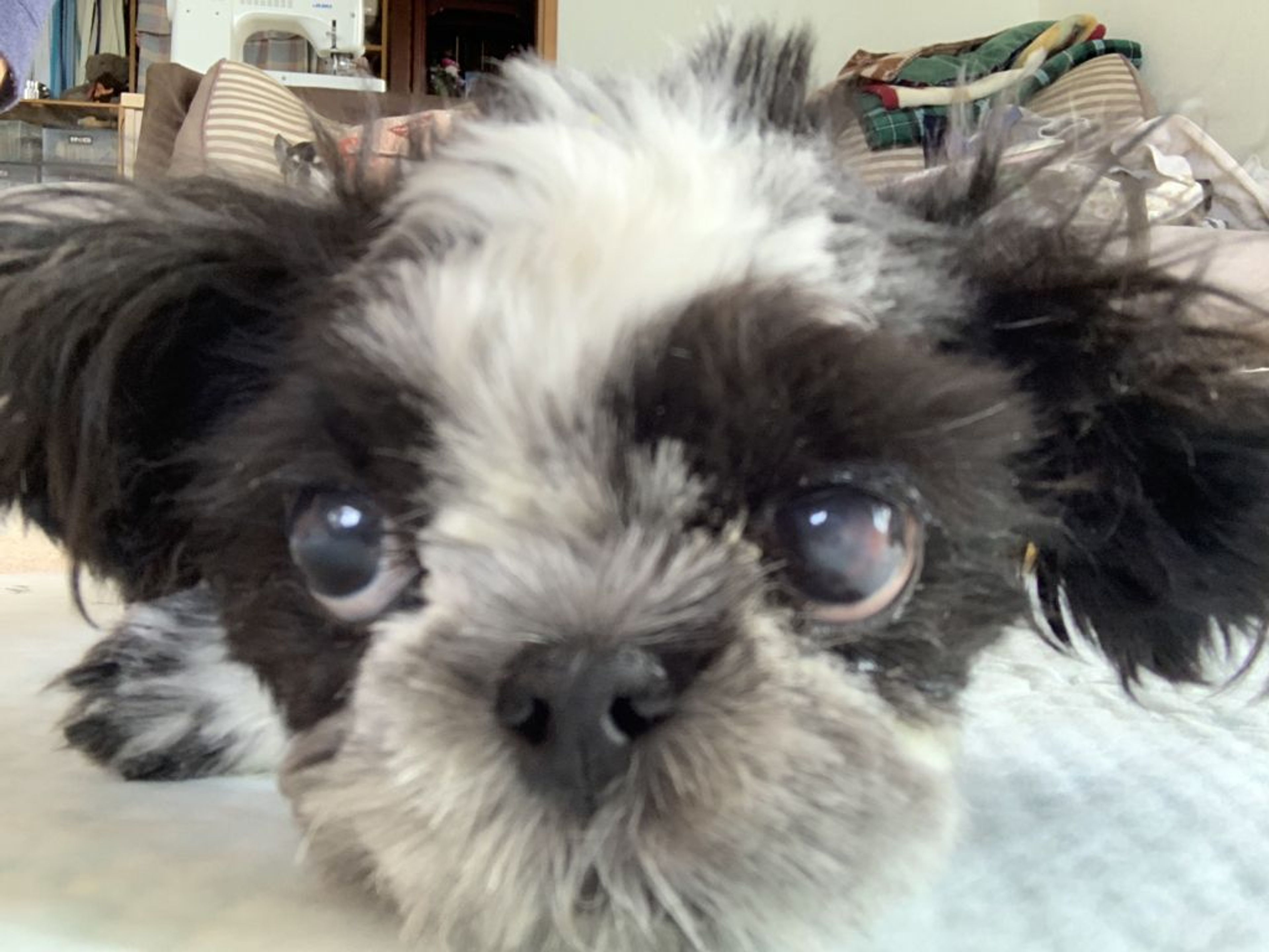 pet-image-6