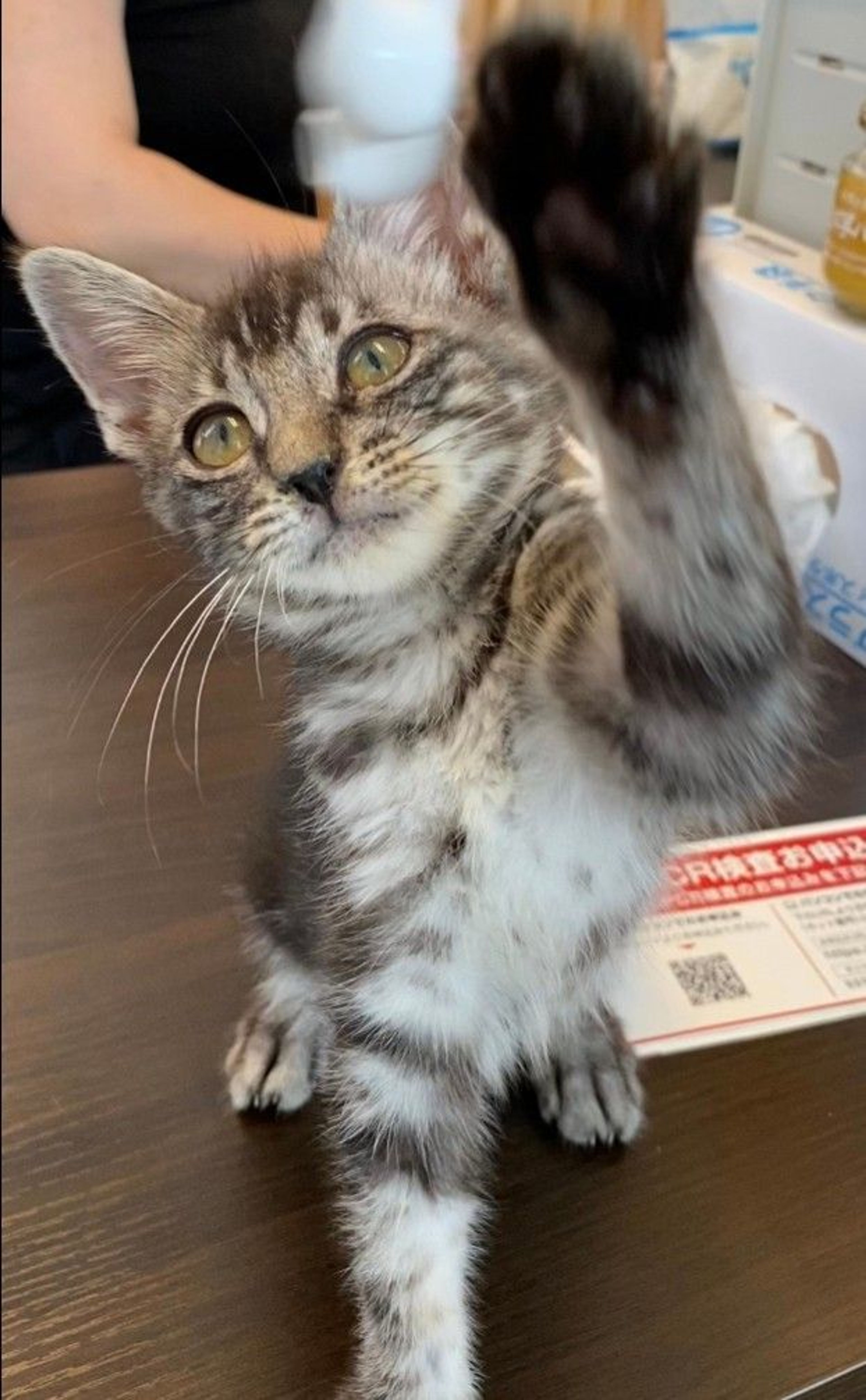 pet-image-3