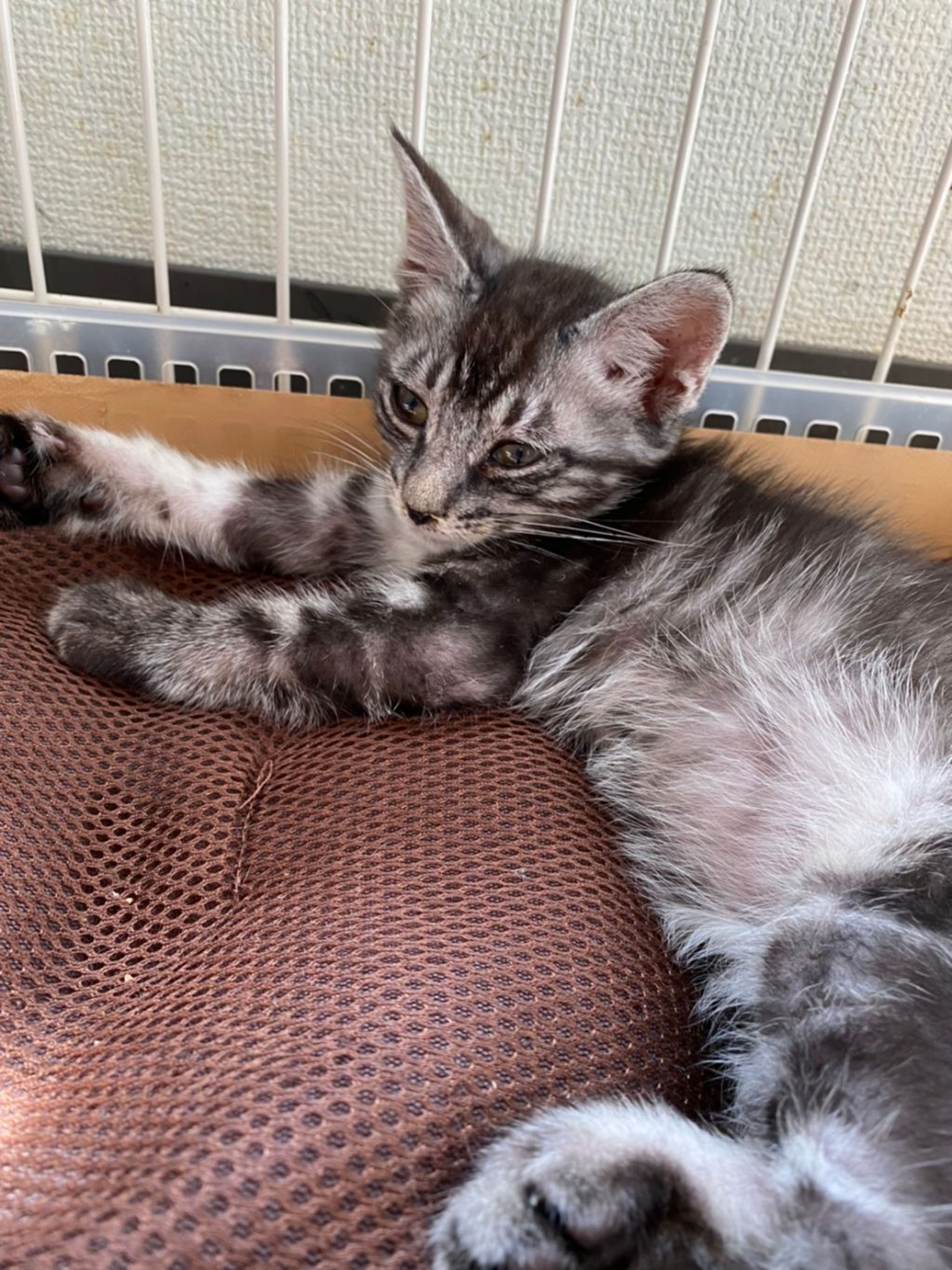 pet-image-4