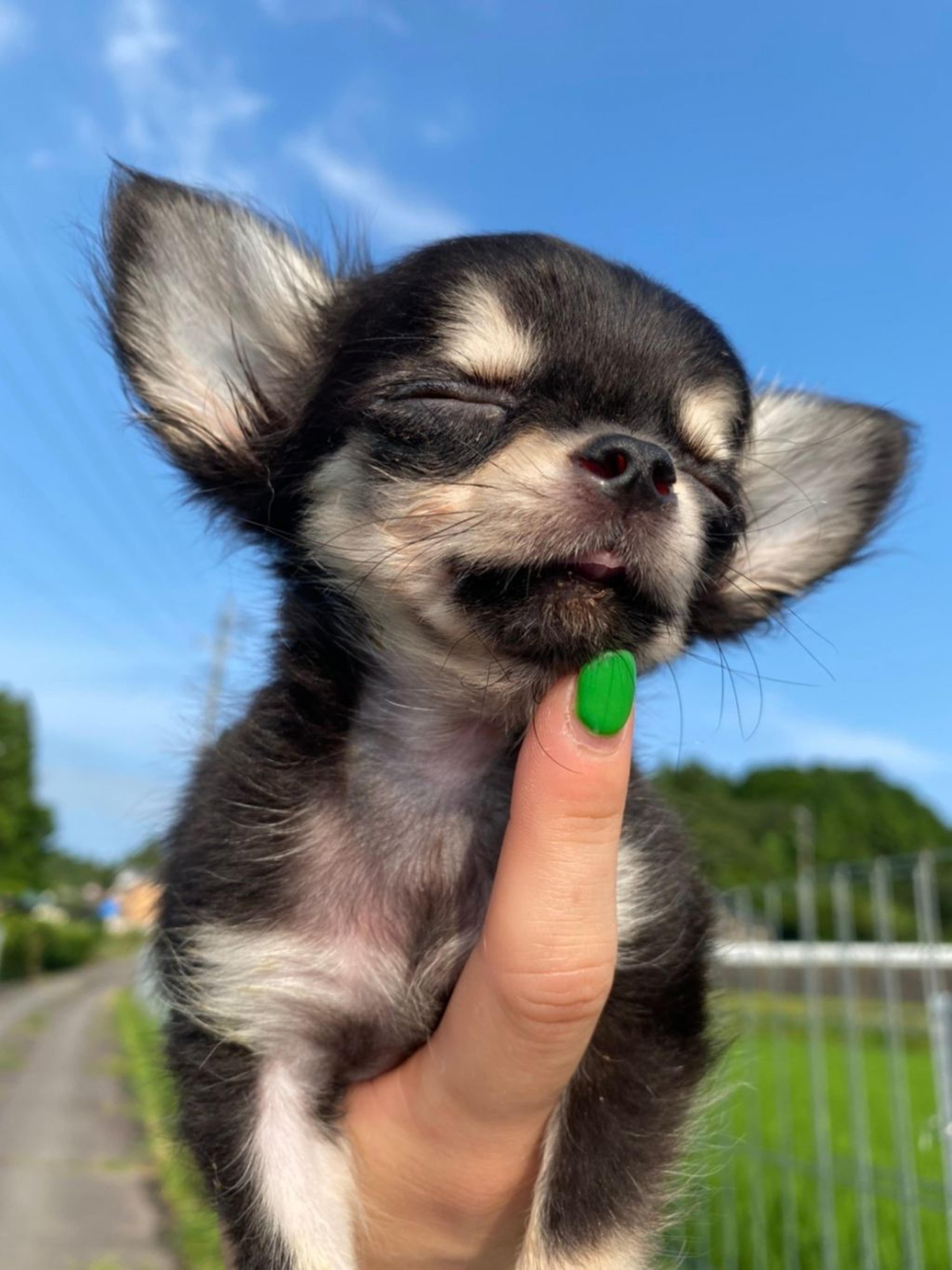 pet-image-2