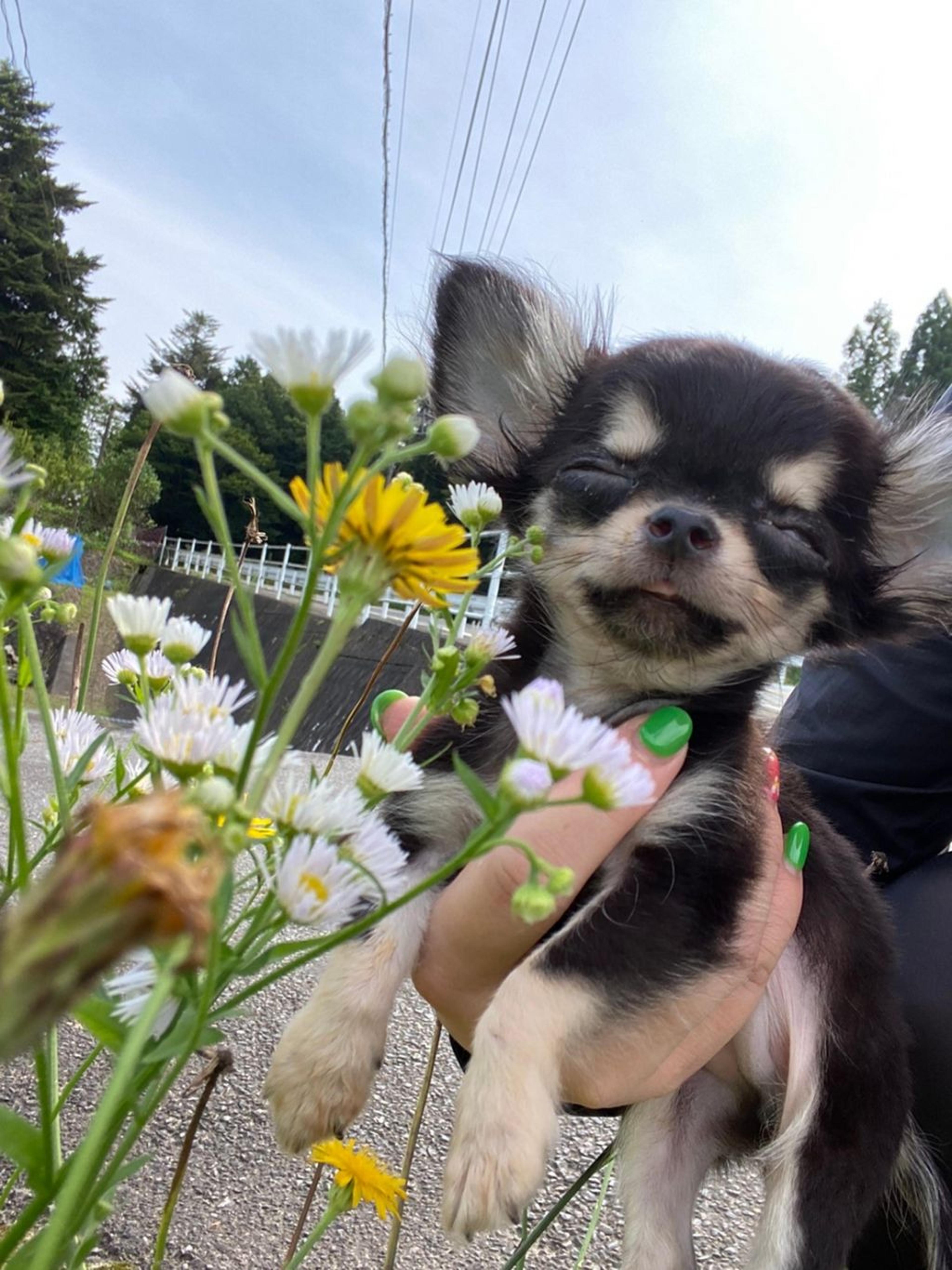 pet-image-3