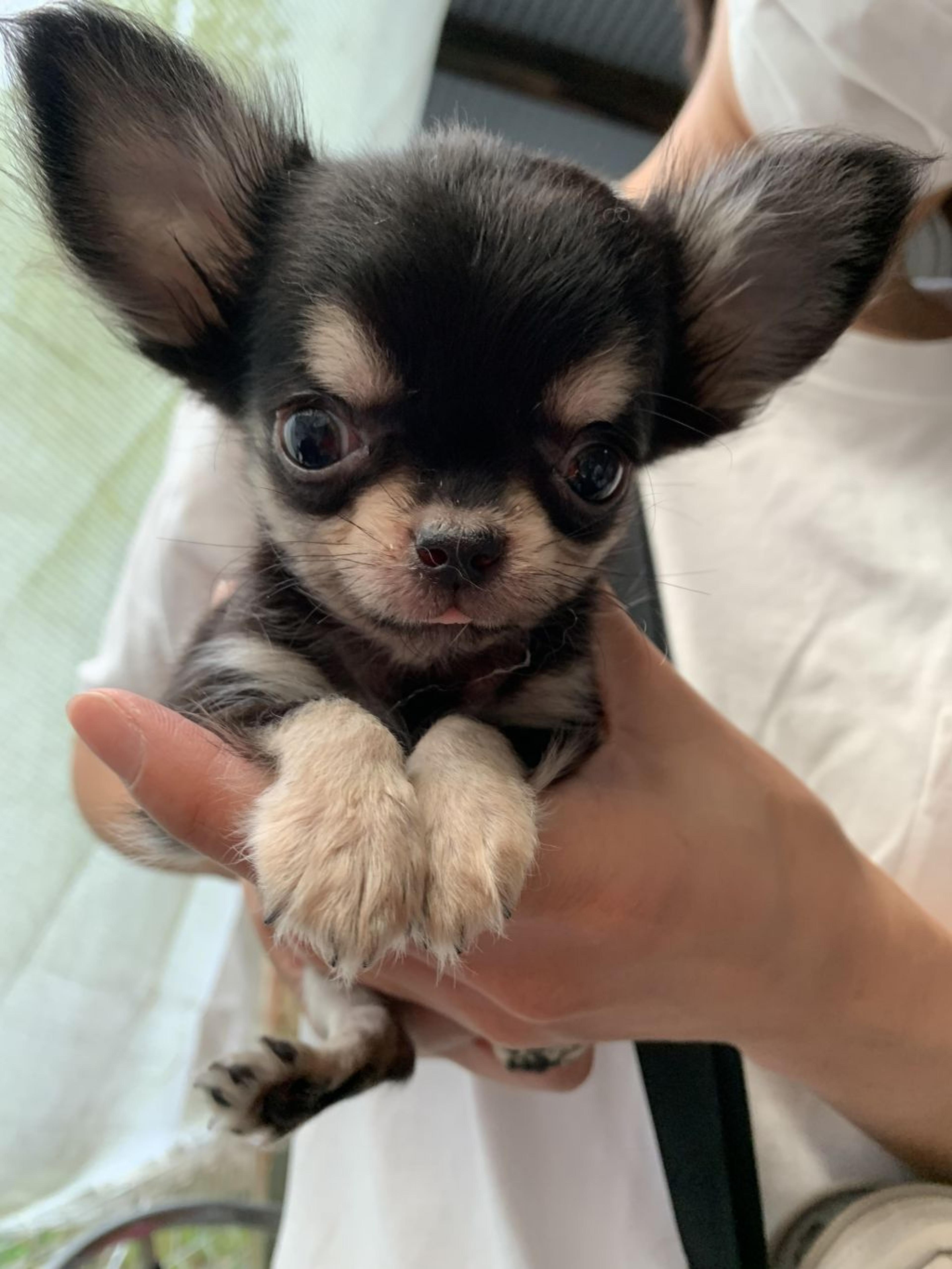pet-image-4