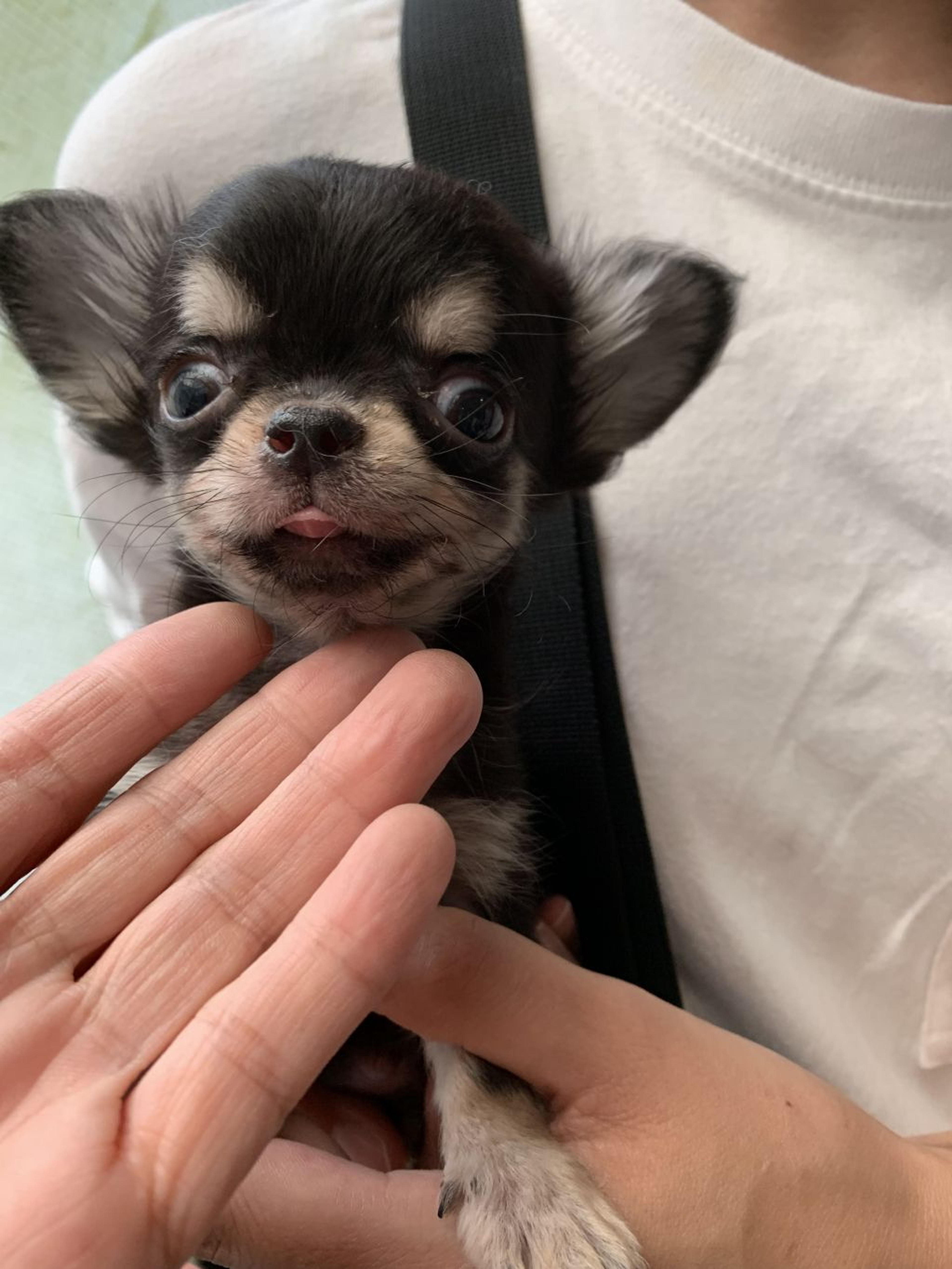 pet-image-5