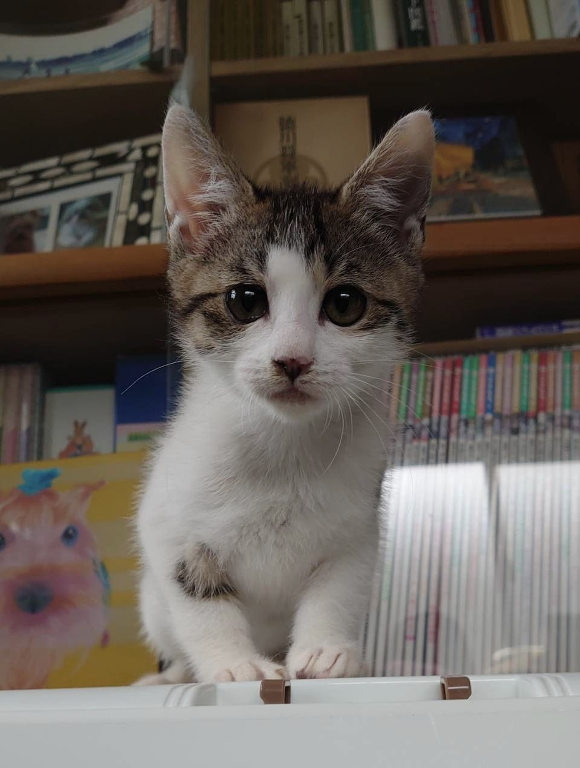 雑種（ミックス猫）・メスの里親募集の写真