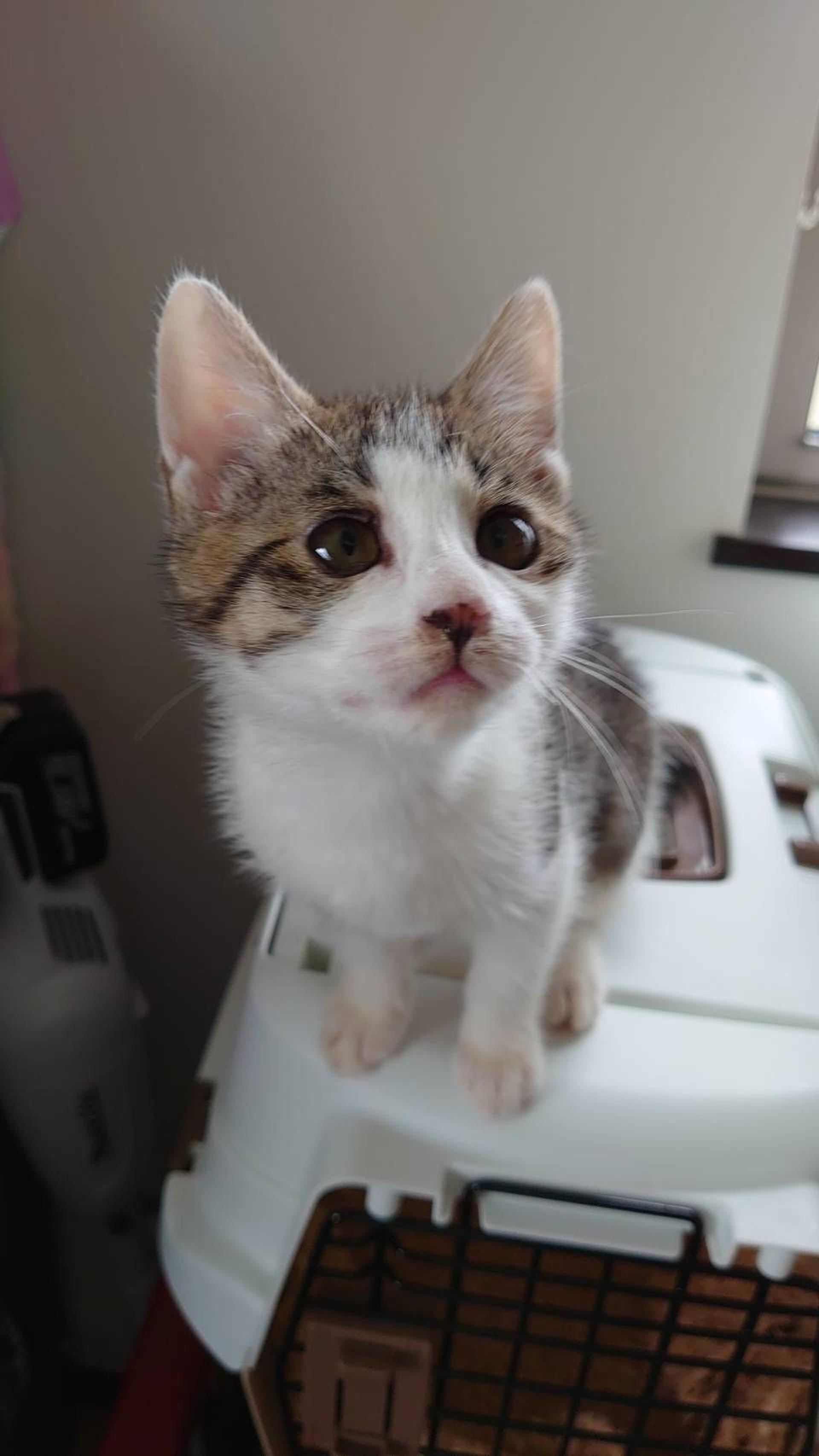 pet-image-4