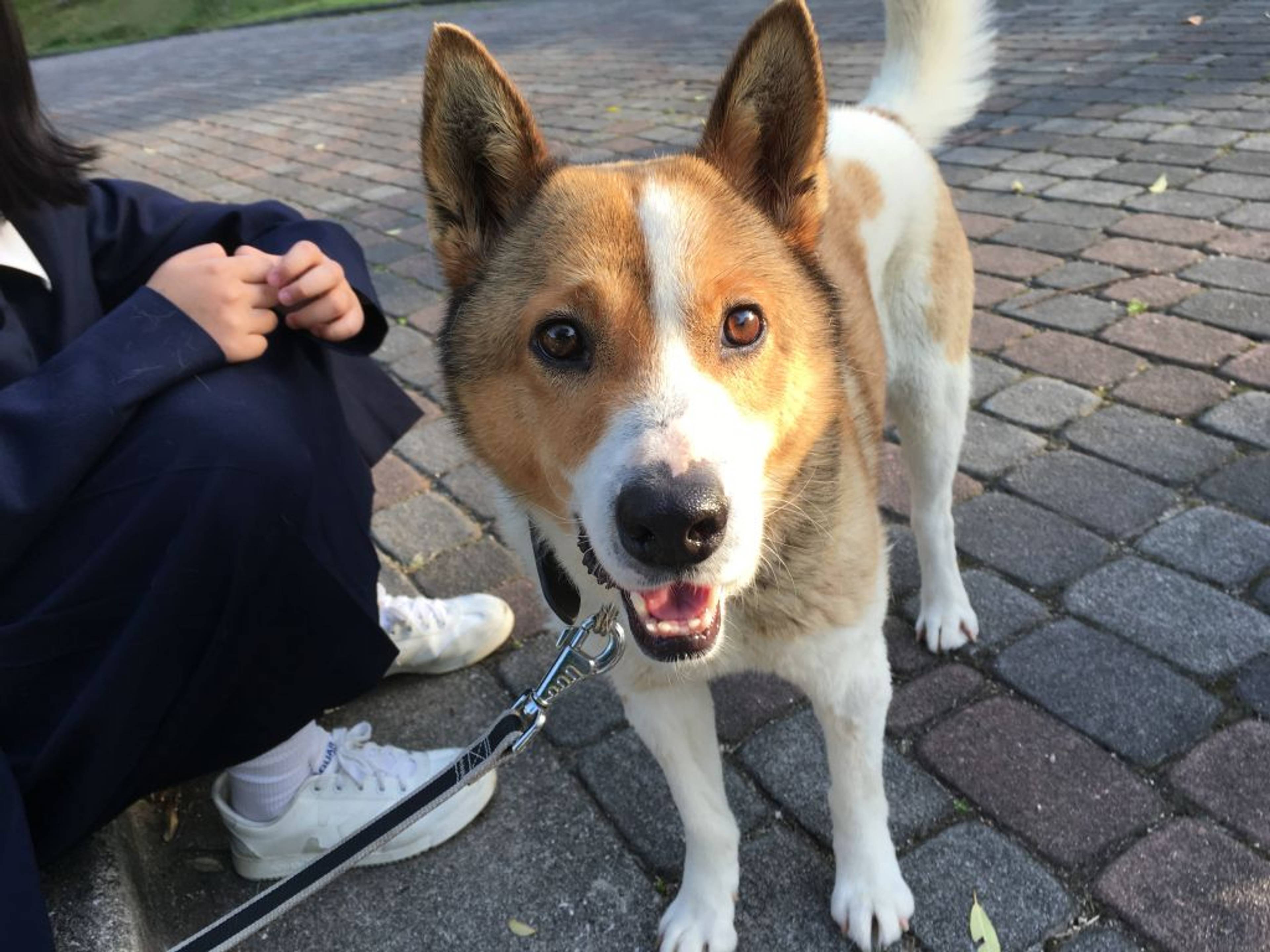 雑種（ミックス犬）・オスの里親募集の写真