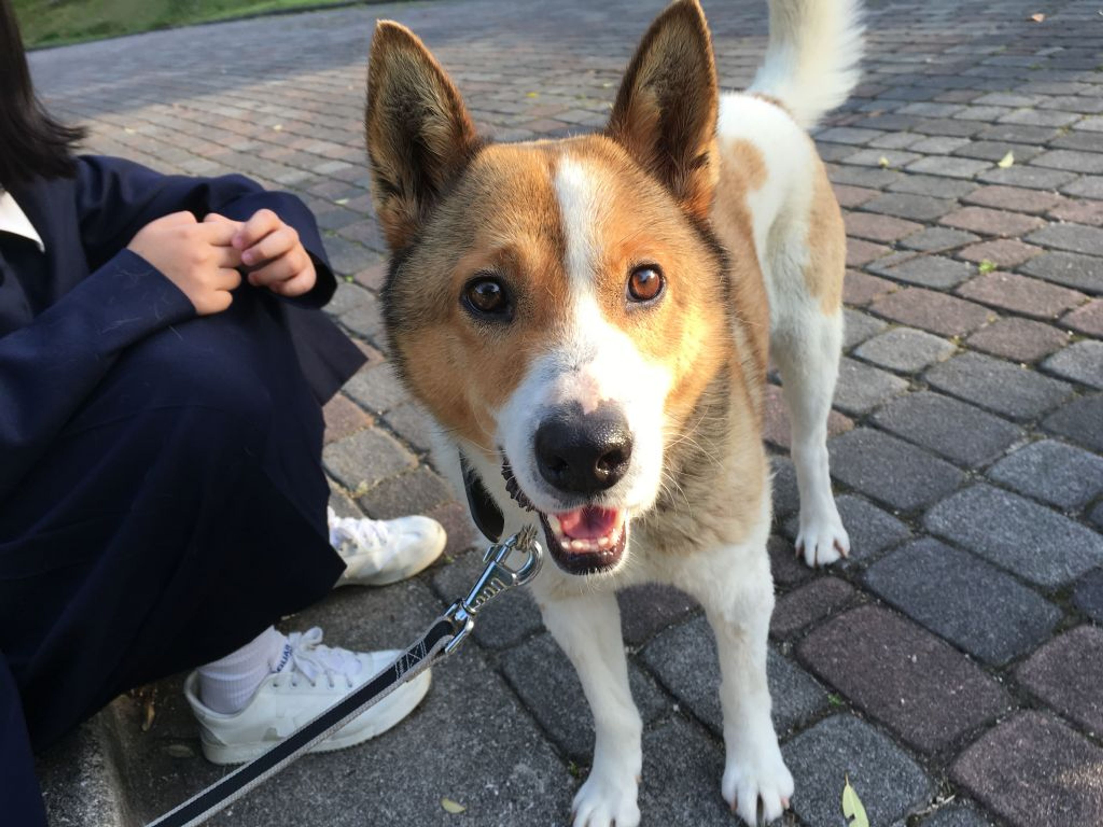 雑種（ミックス犬）・オスの里親募集の写真