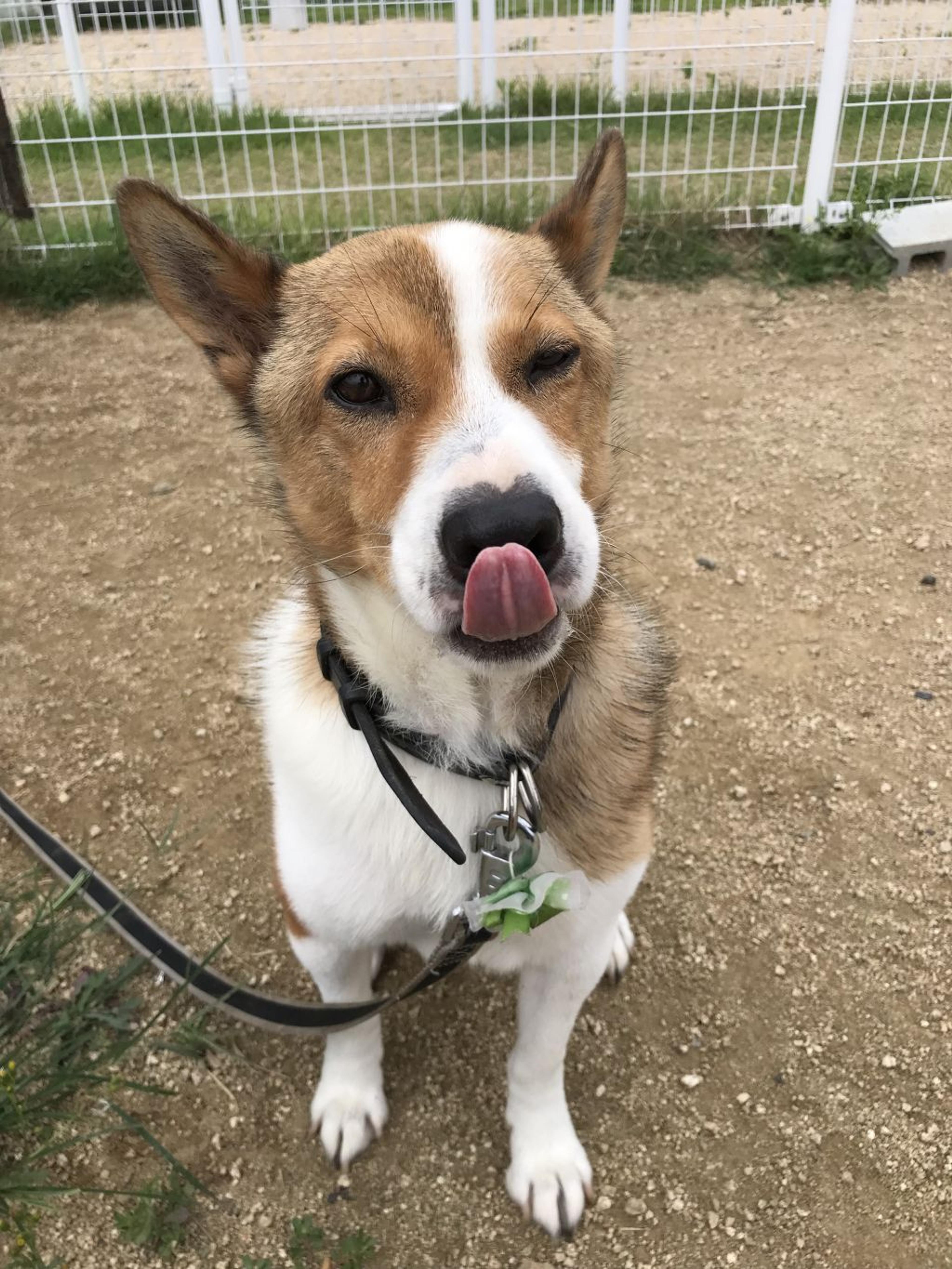 pet-image-2