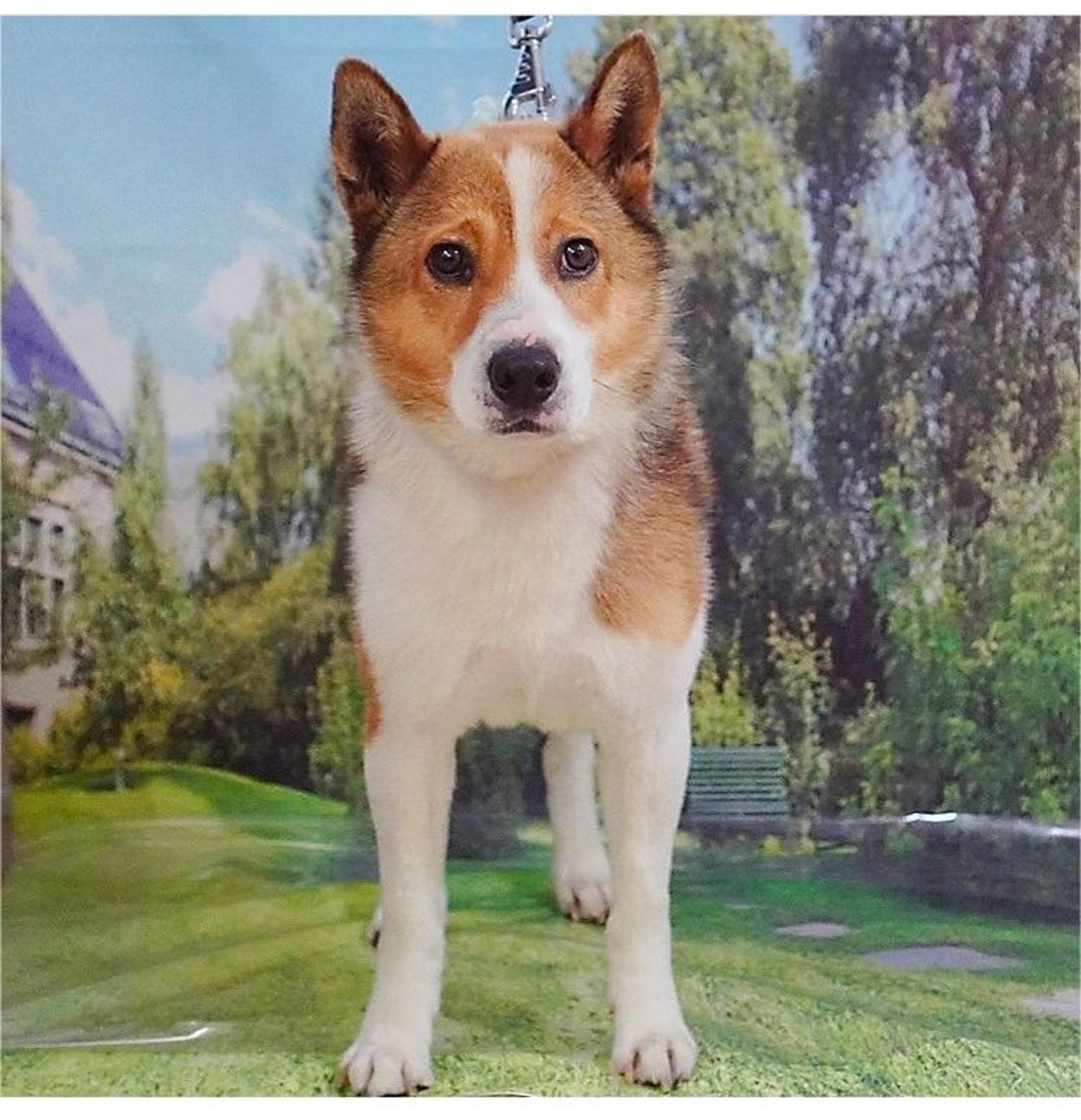 pet-image-3