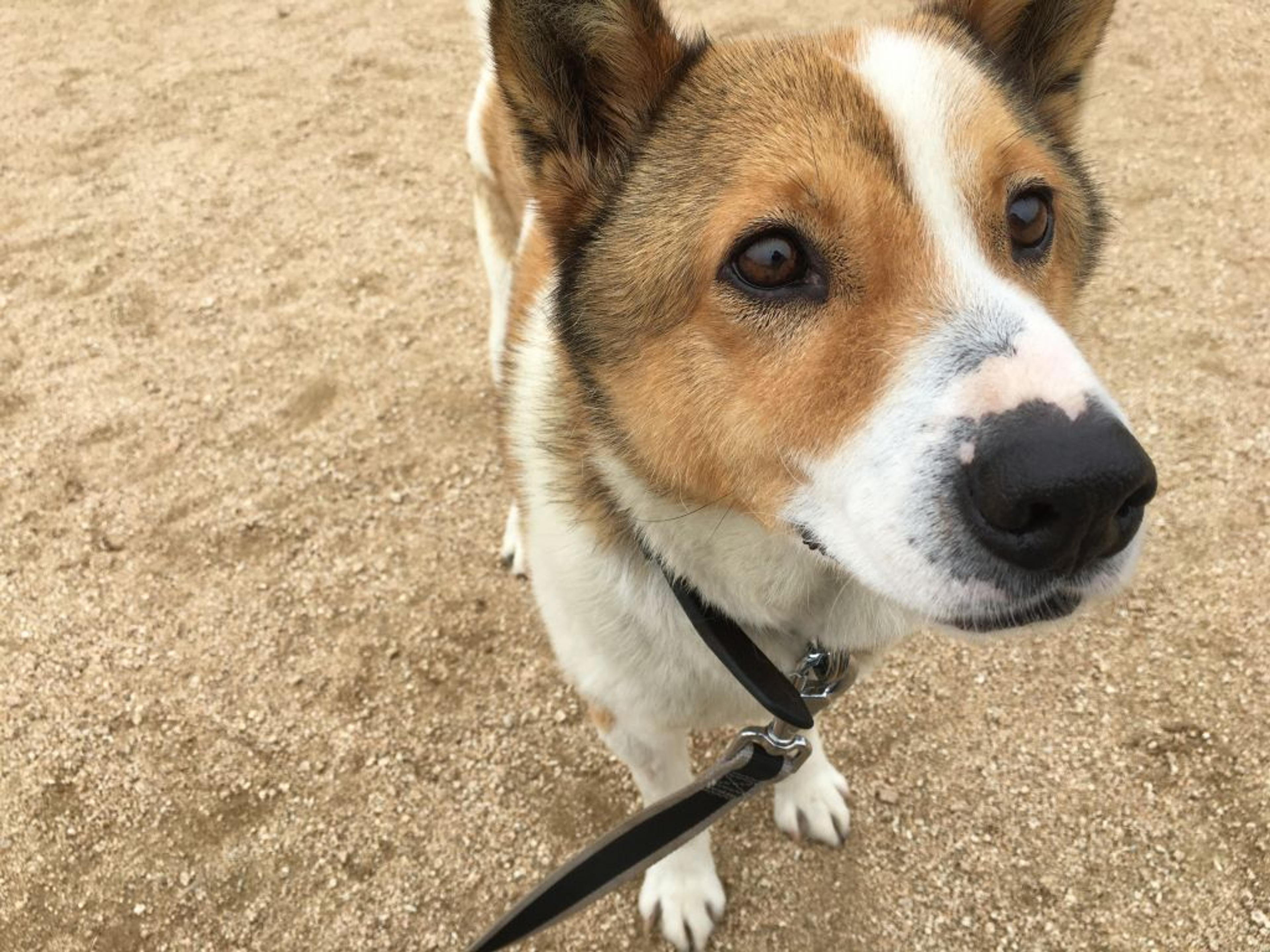 pet-image-4