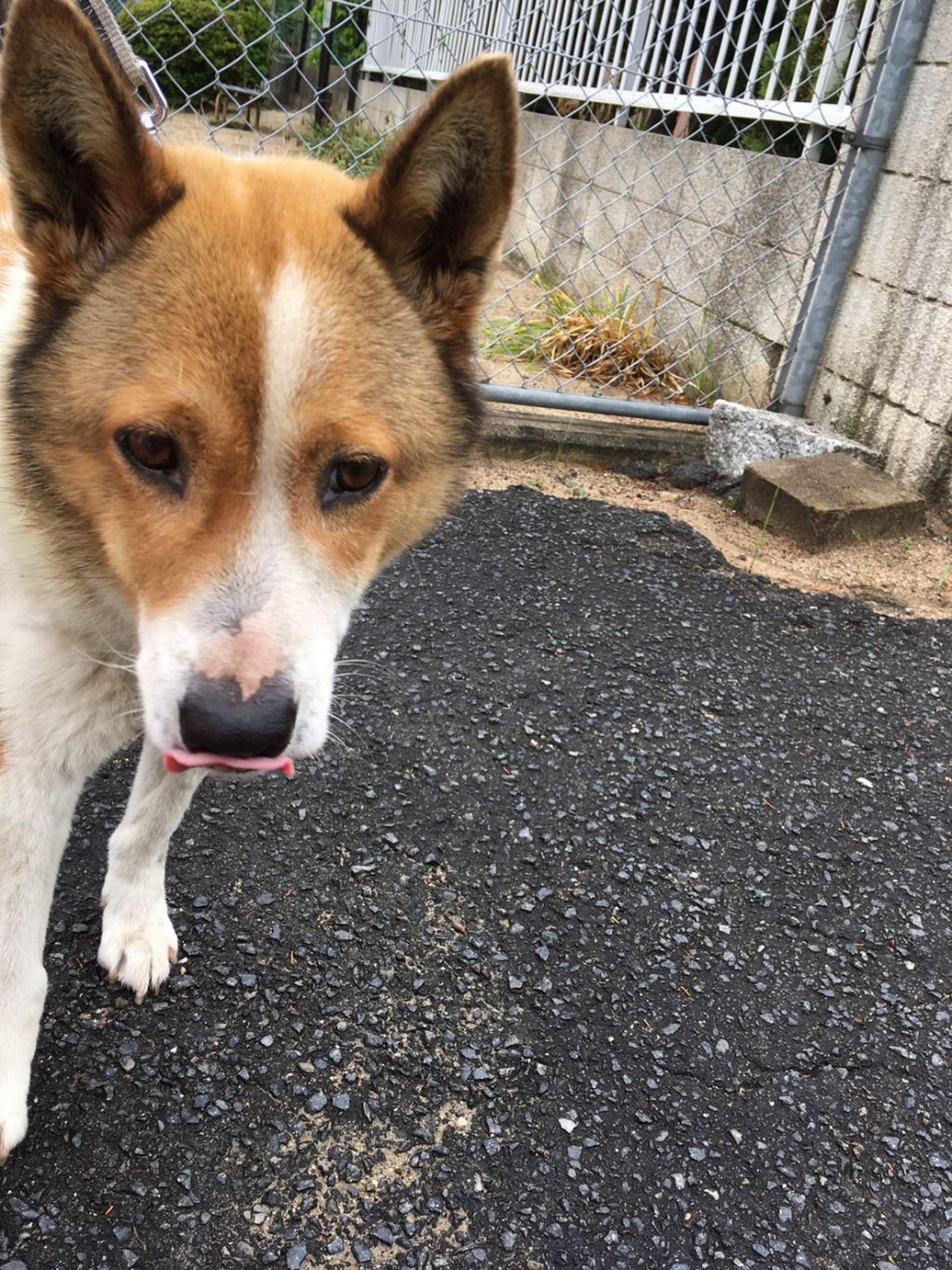 pet-image-5
