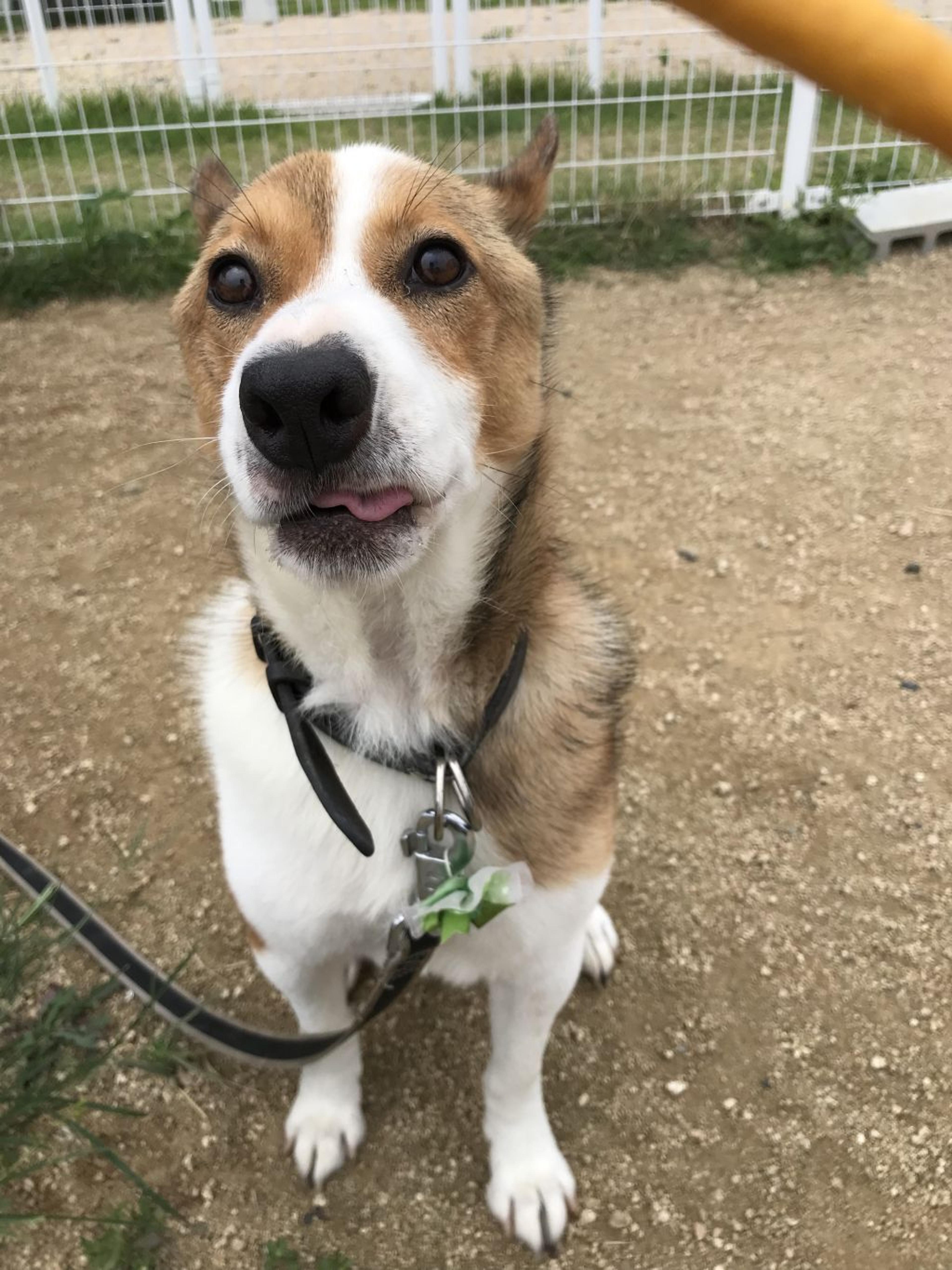 pet-image-7