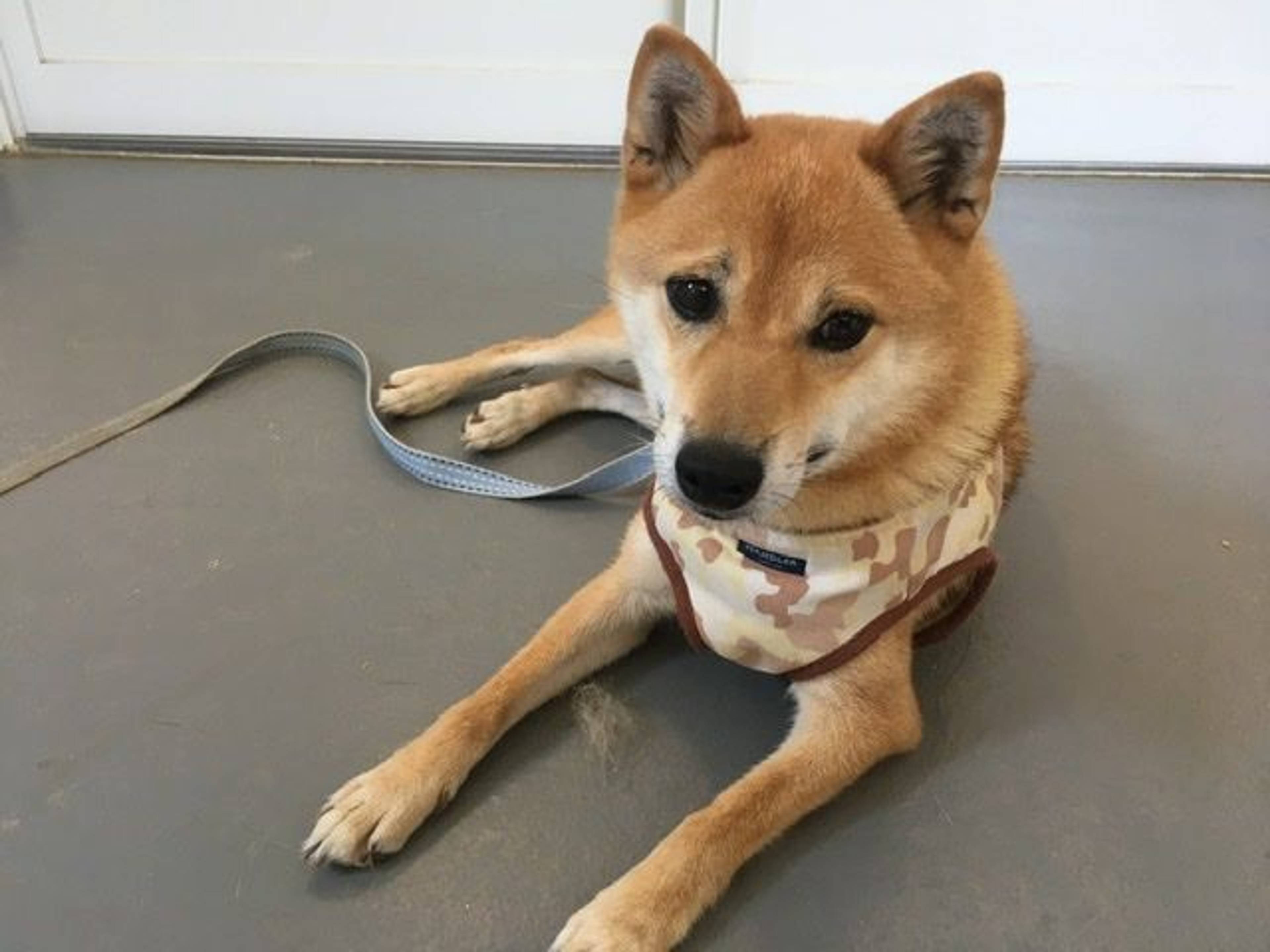 柴犬・メスの里親募集の写真