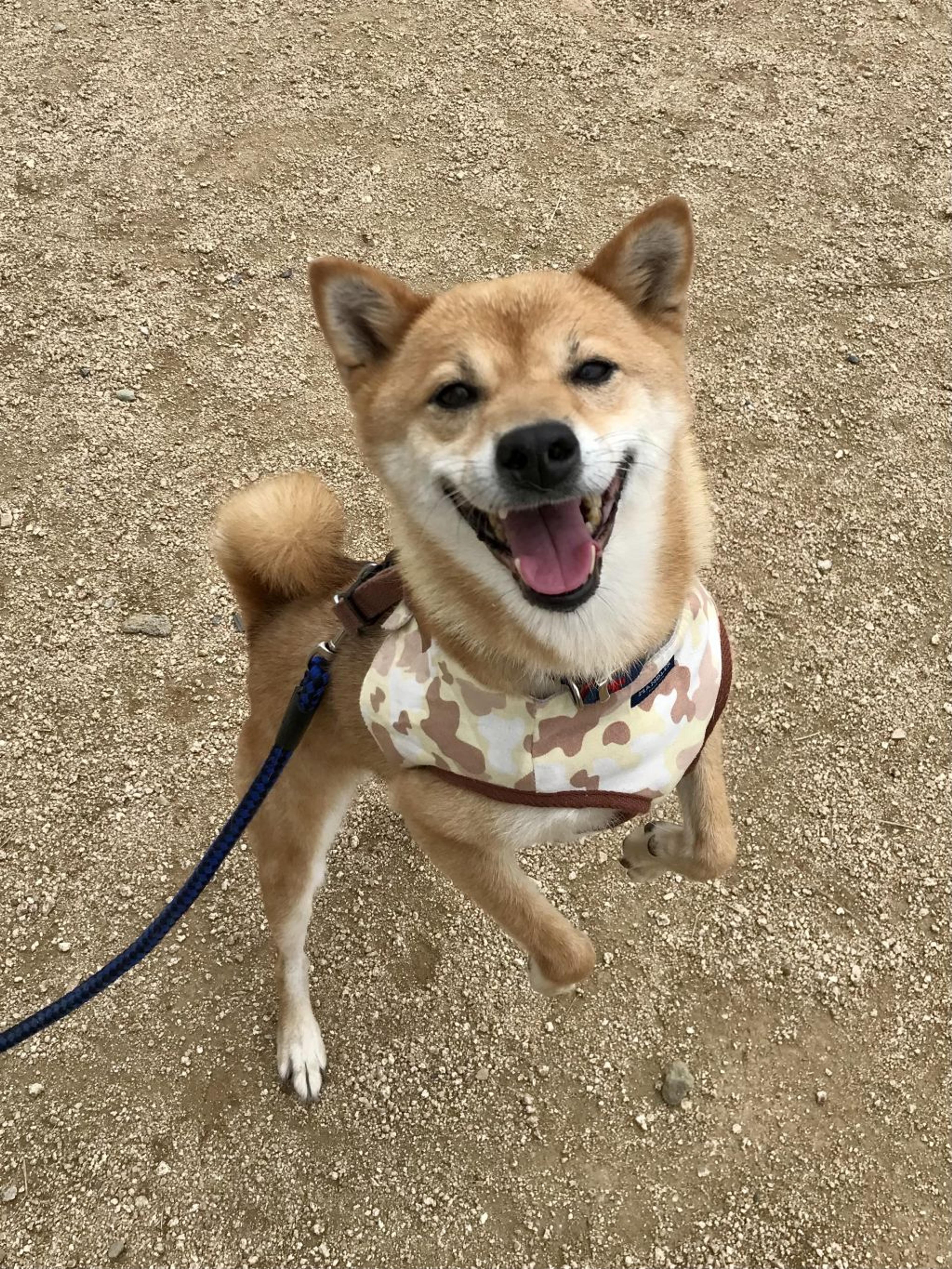 pet-image-2