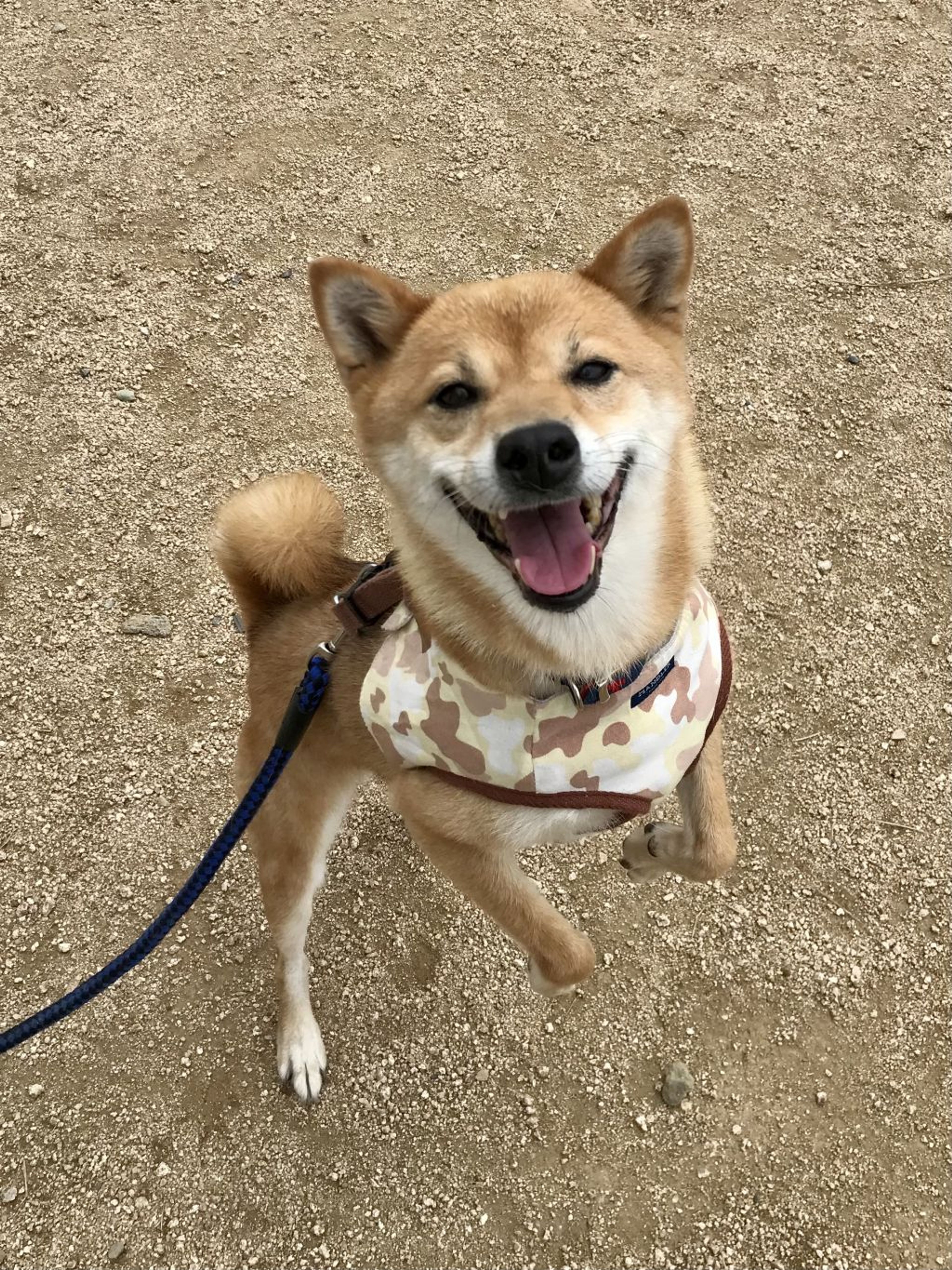 pet-image-2