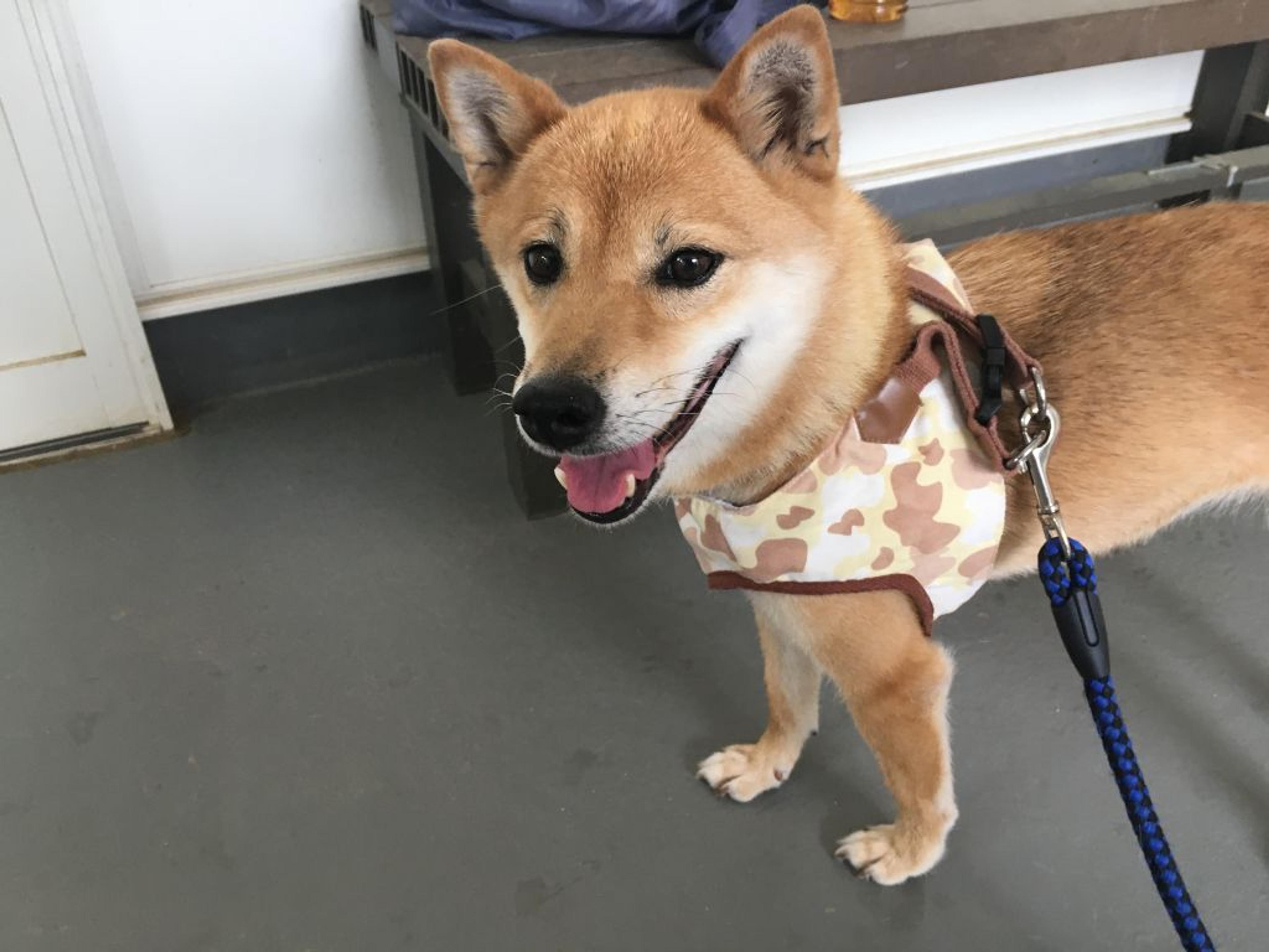 pet-image-3
