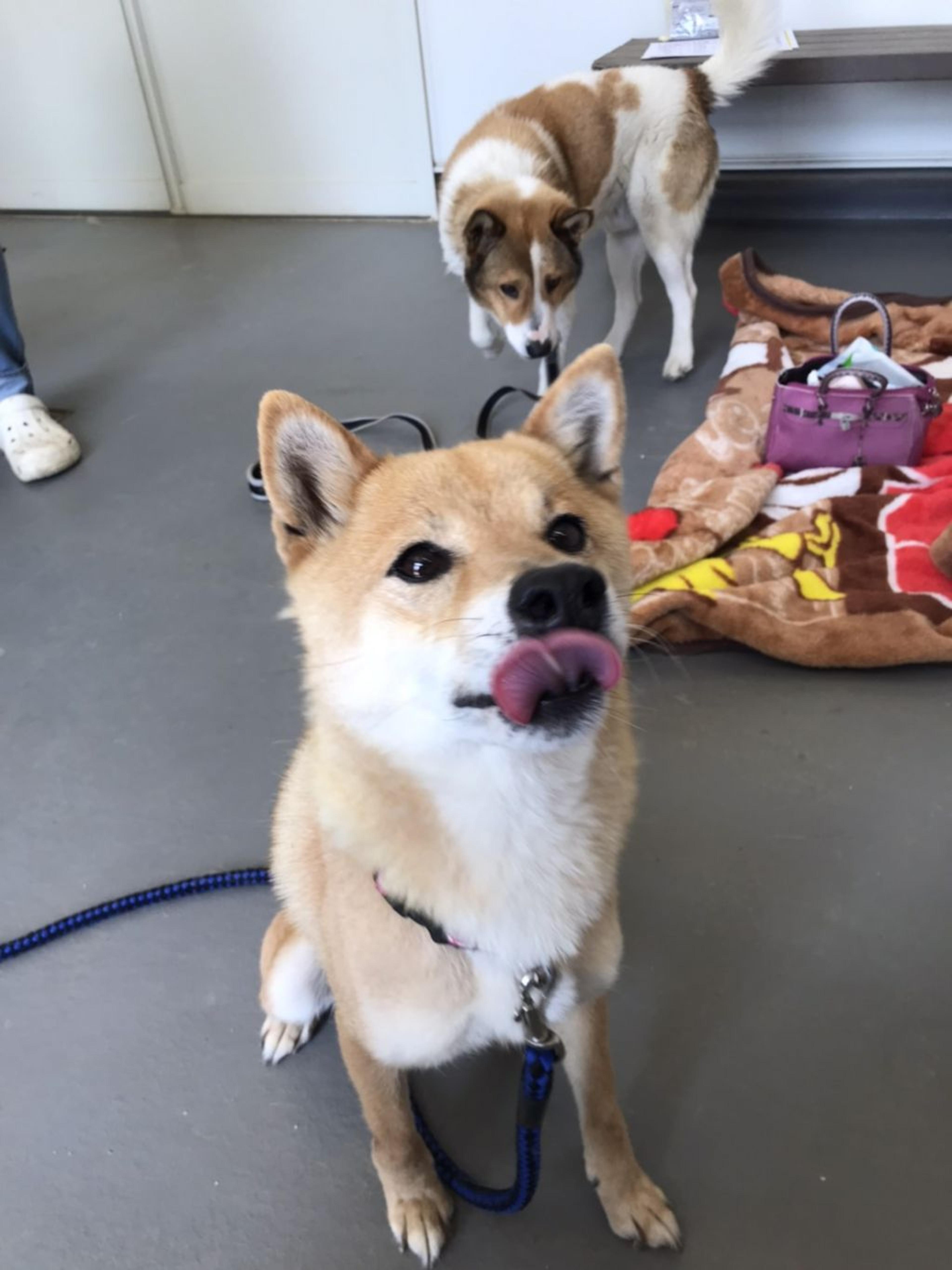 pet-image-4