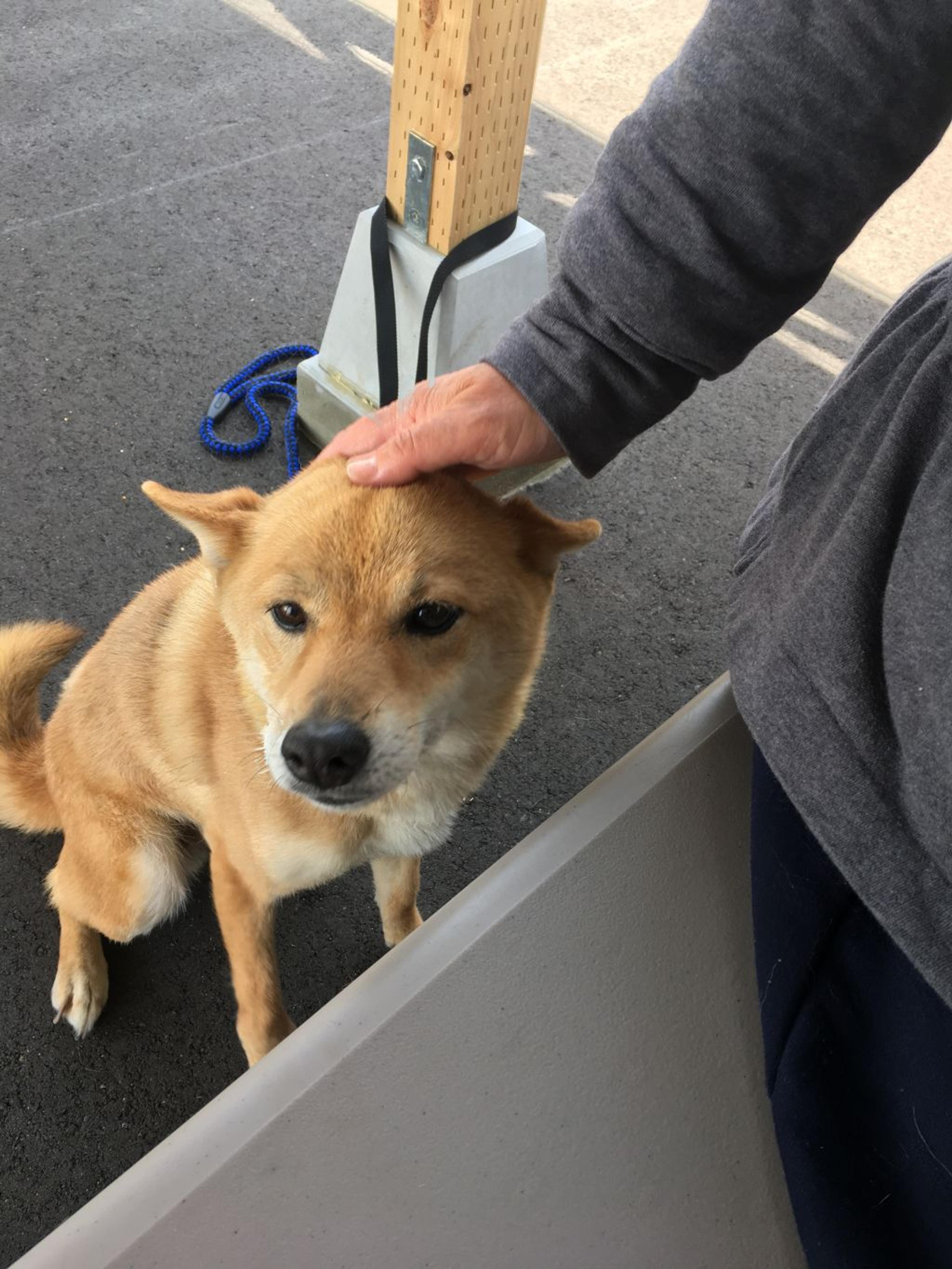 pet-image-5