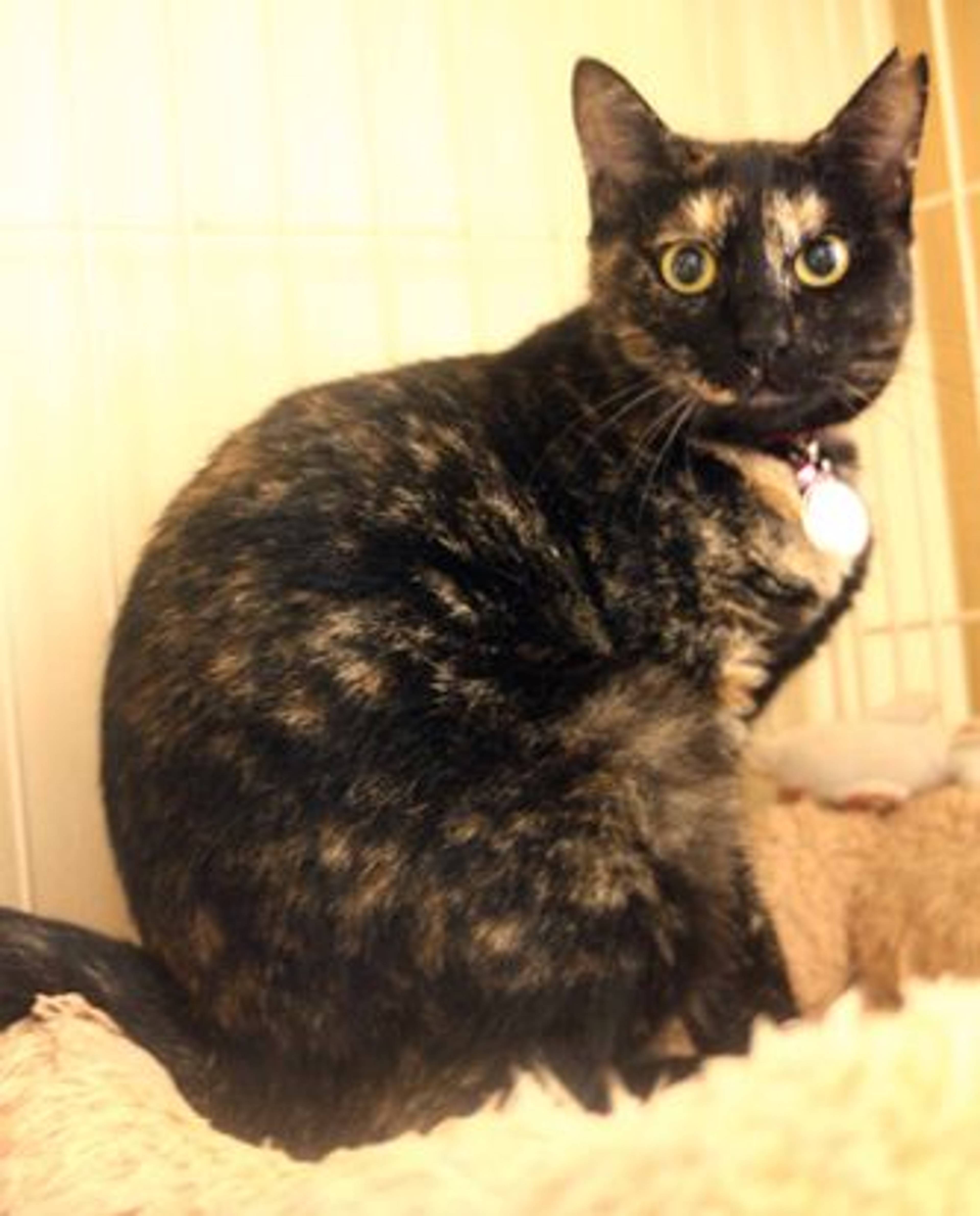 雑種（ミックス猫）・メスの里親募集の写真