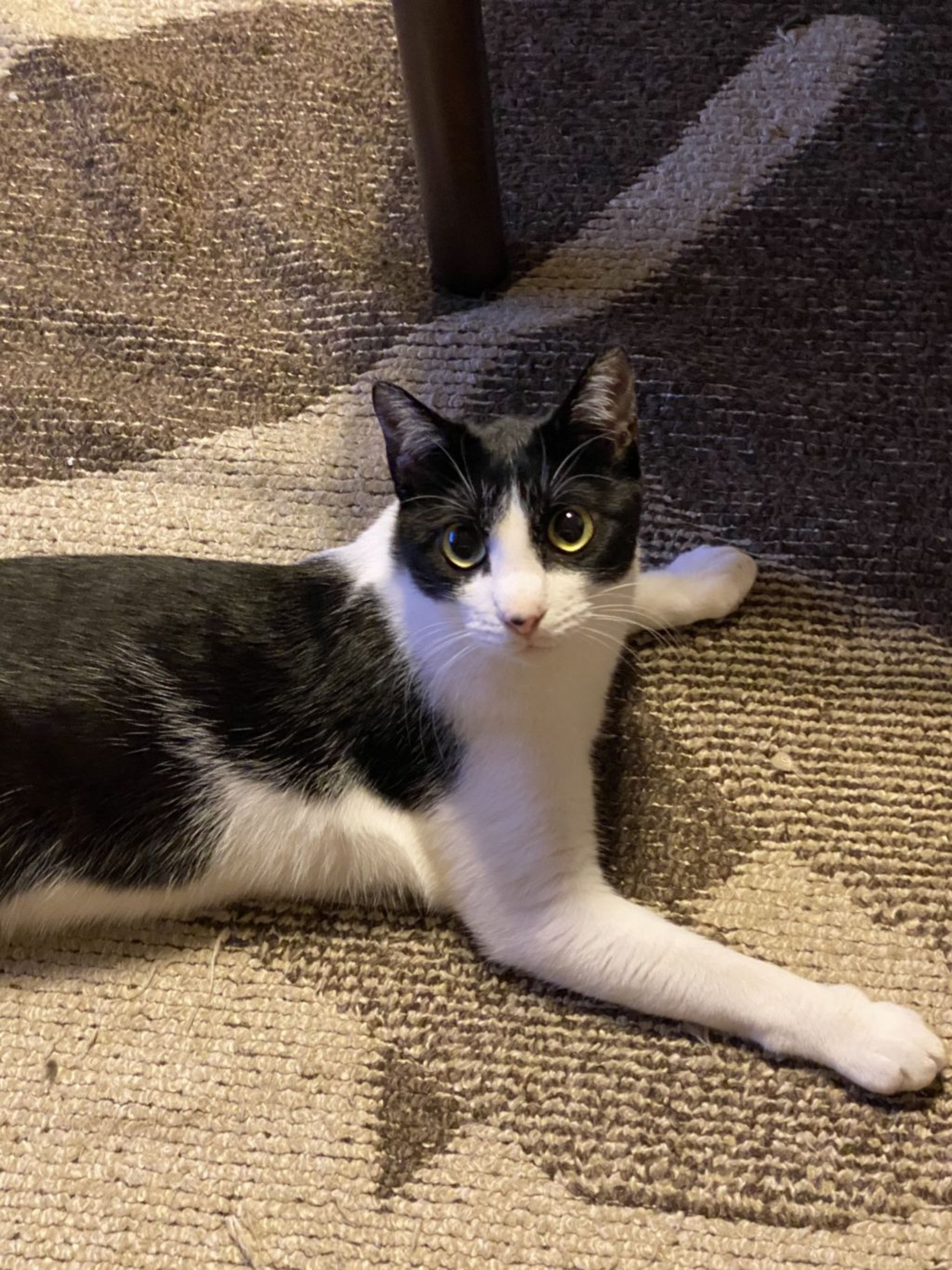 pet-image-3