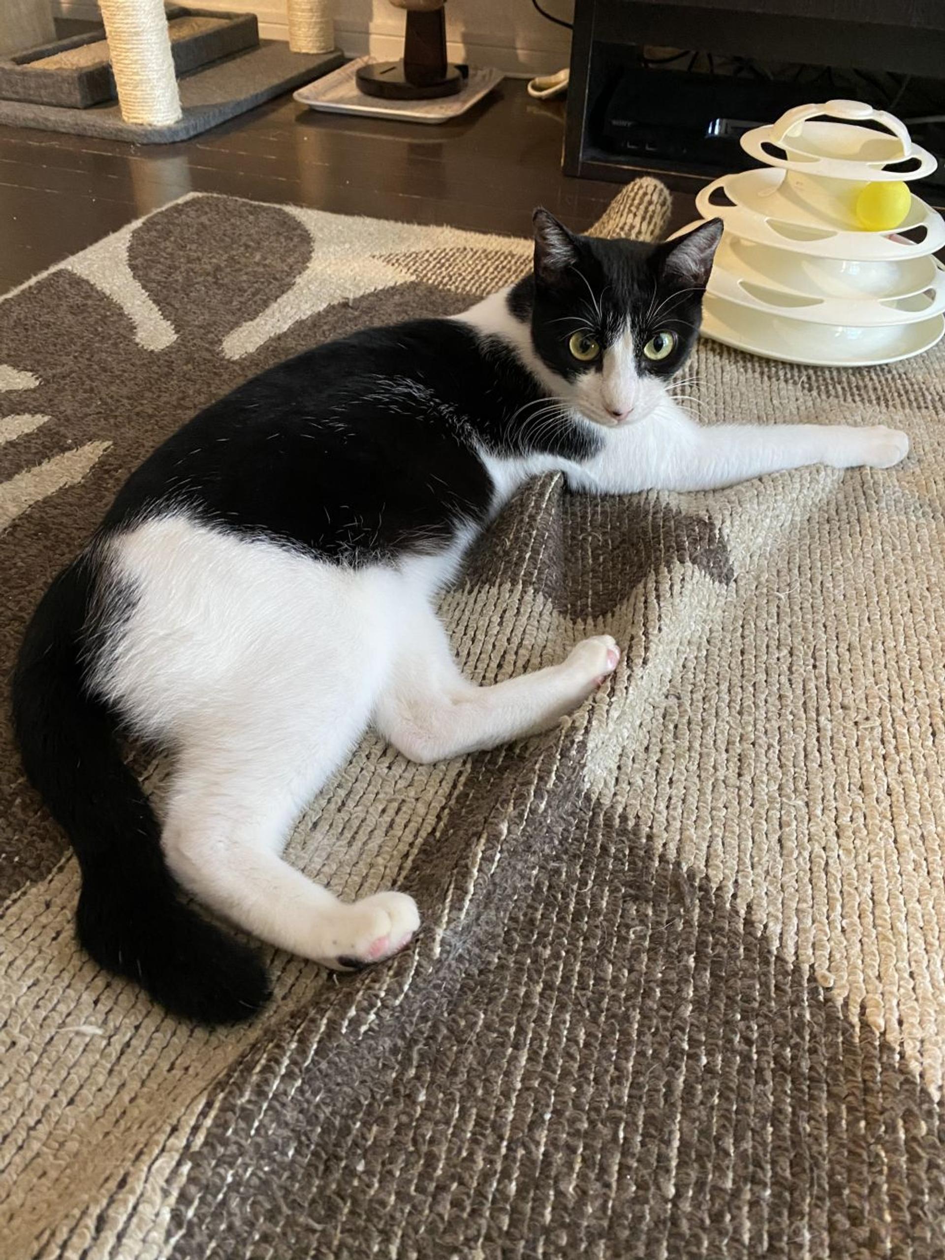pet-image-5