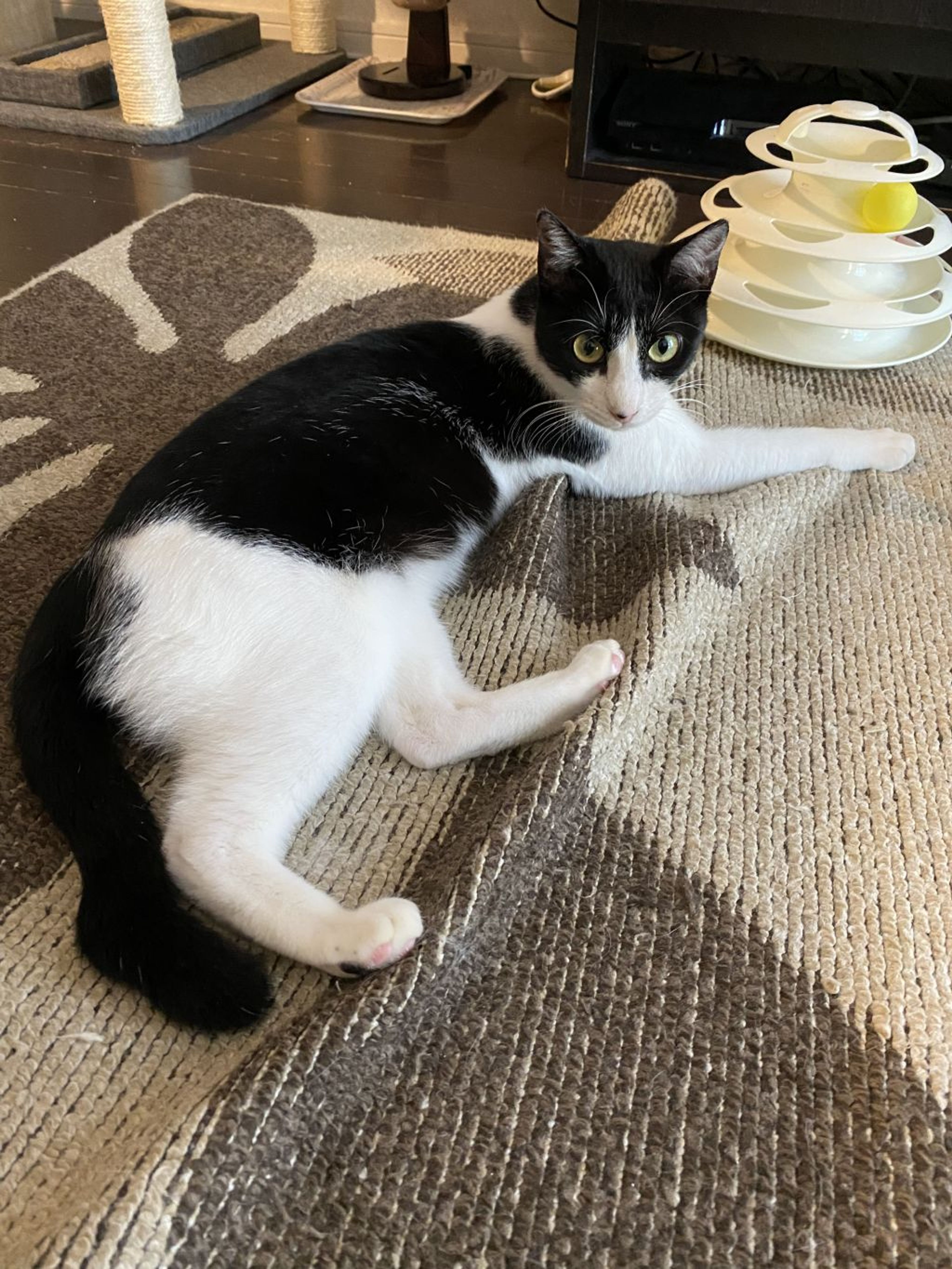 pet-image-5