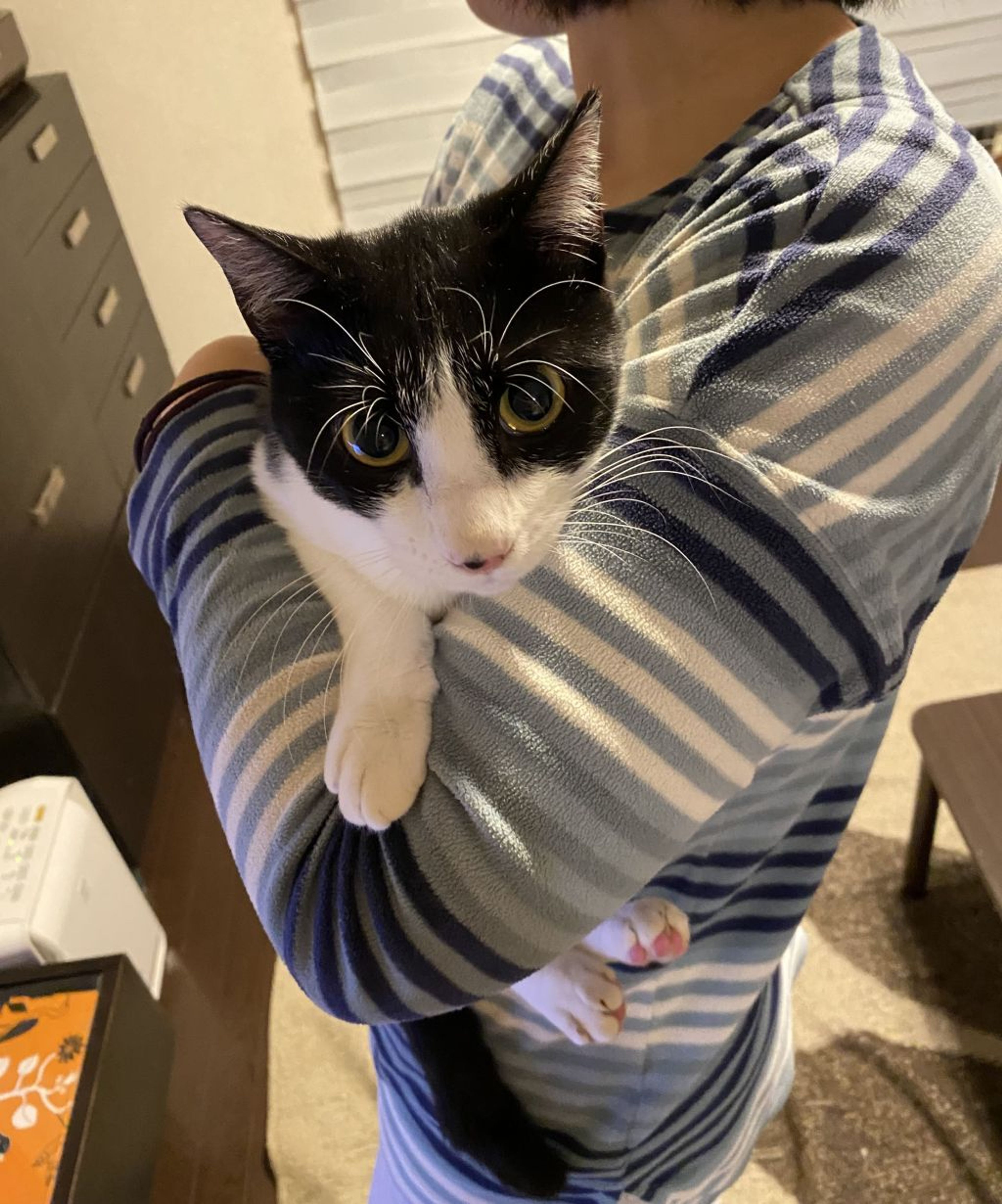 雑種（ミックス猫）・オスの里親募集の写真