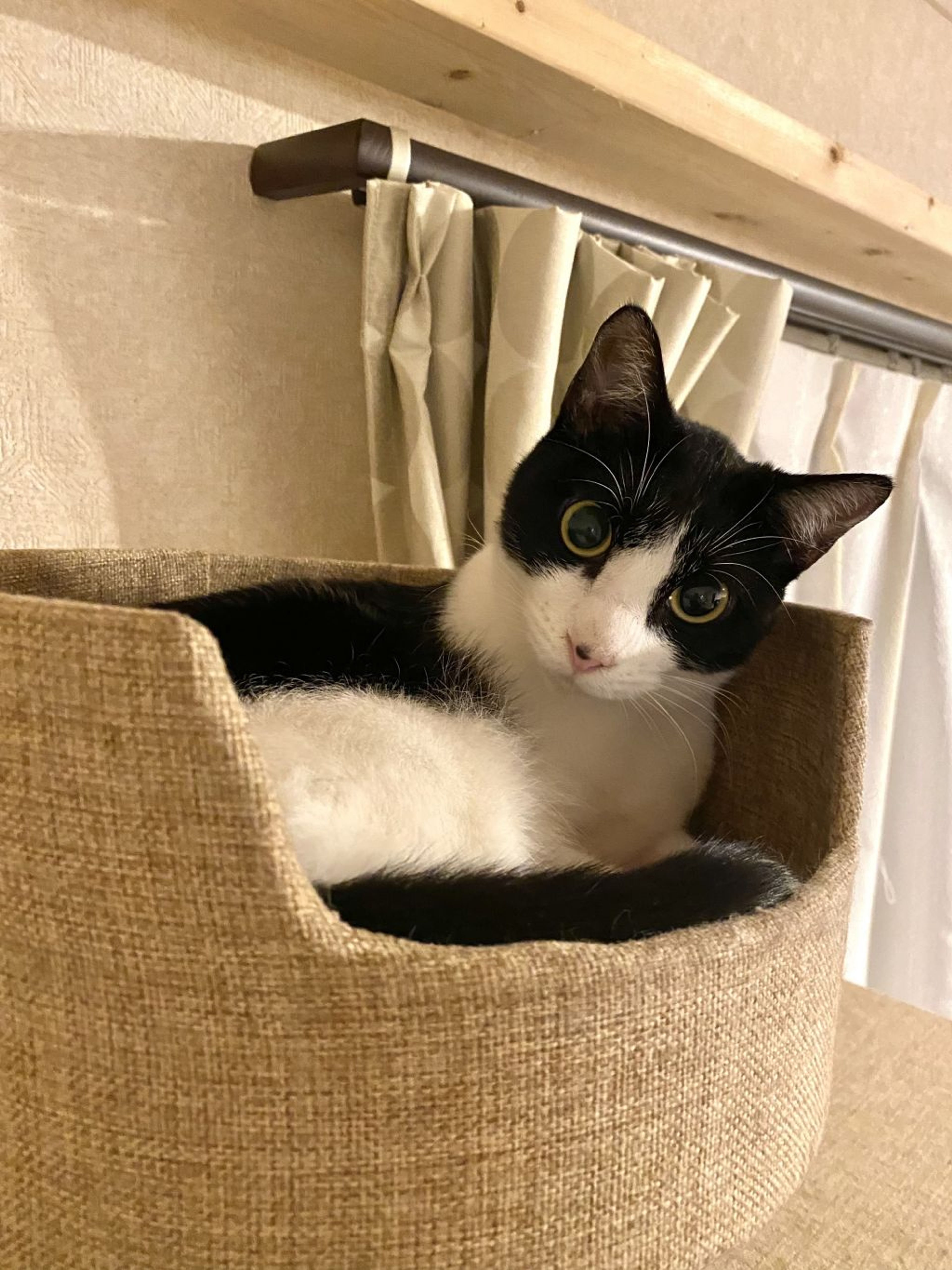 pet-image-4