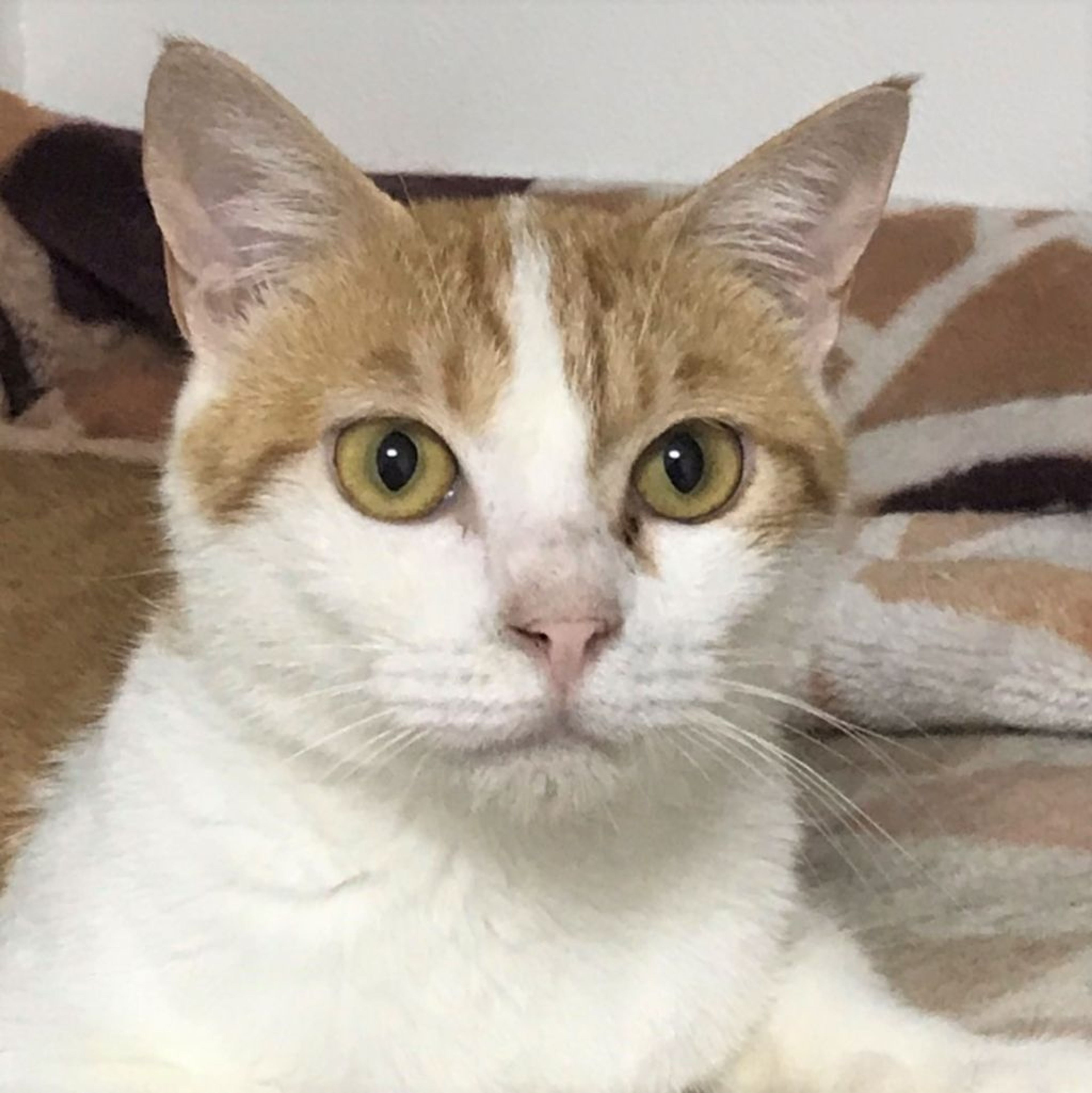雑種（ミックス猫）・メスの里親募集の写真