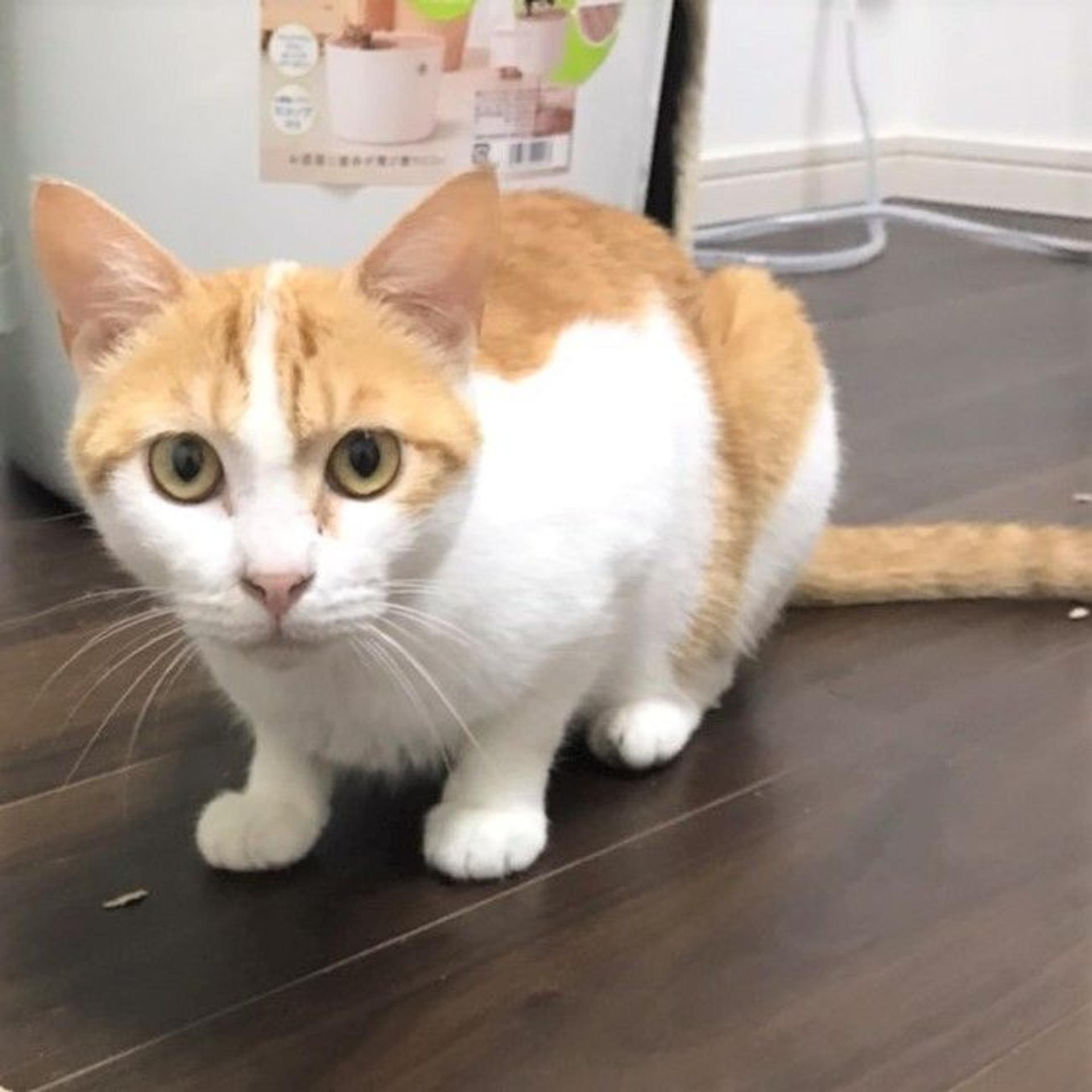 pet-image-2
