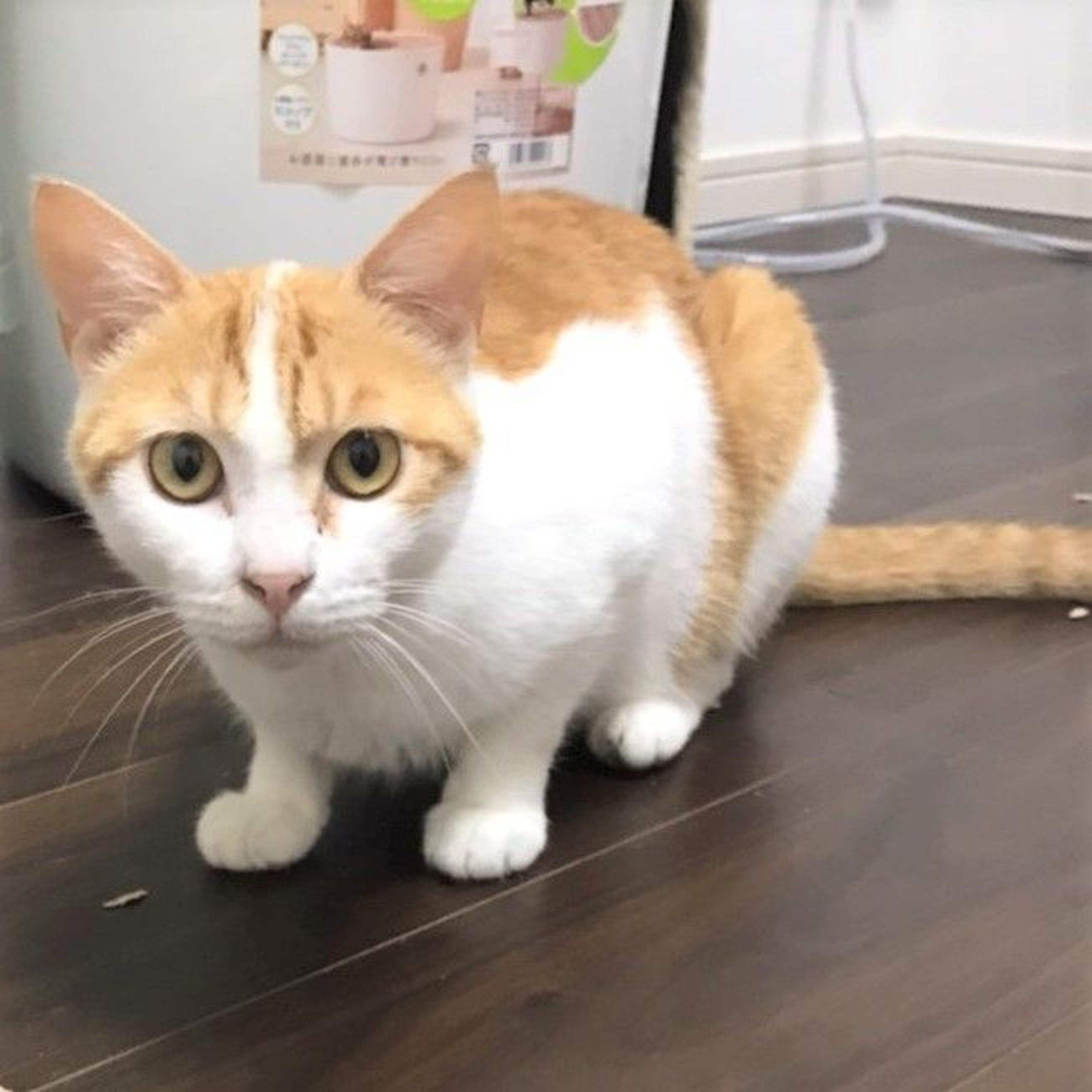pet-image-2