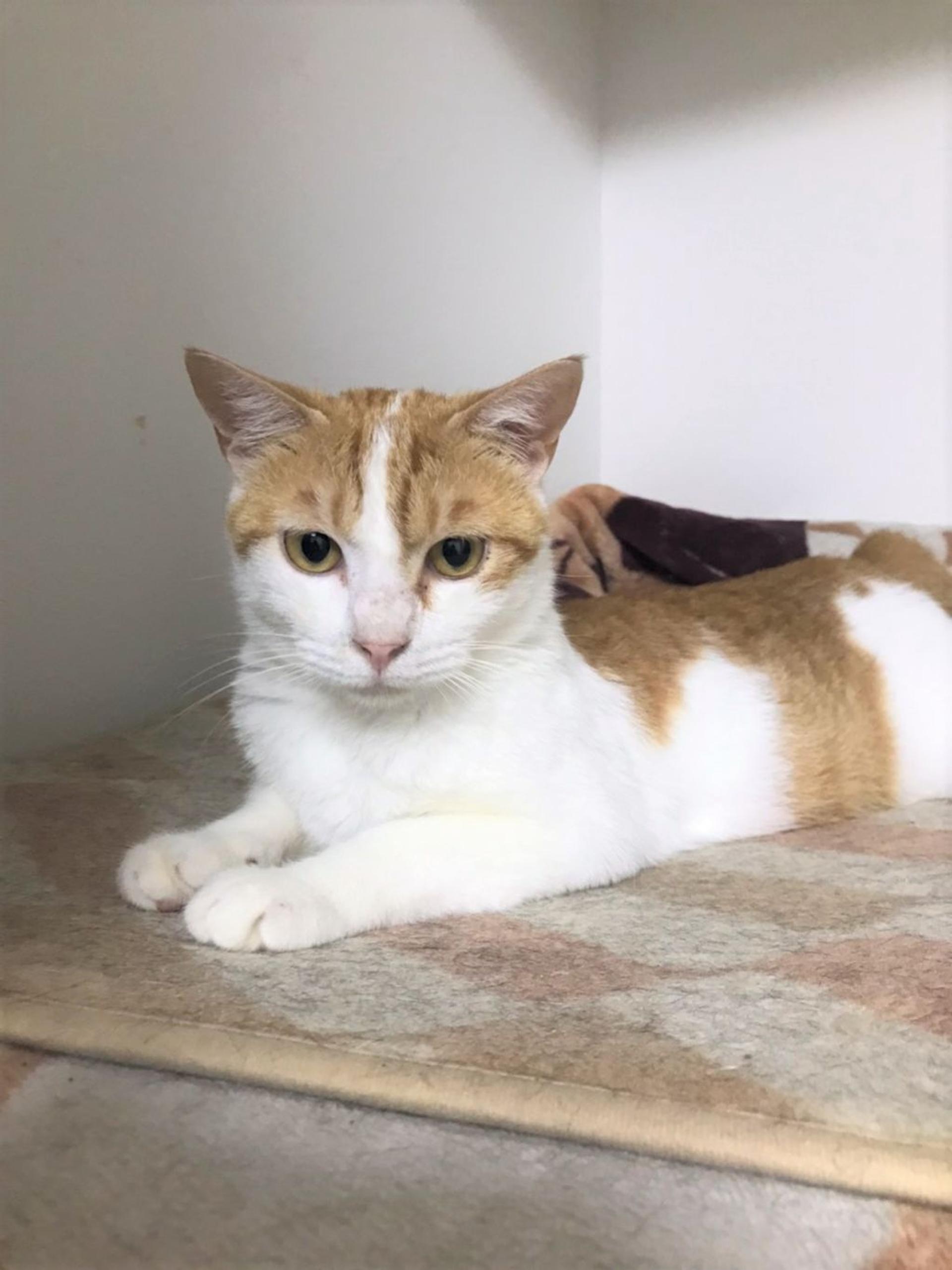 pet-image-5