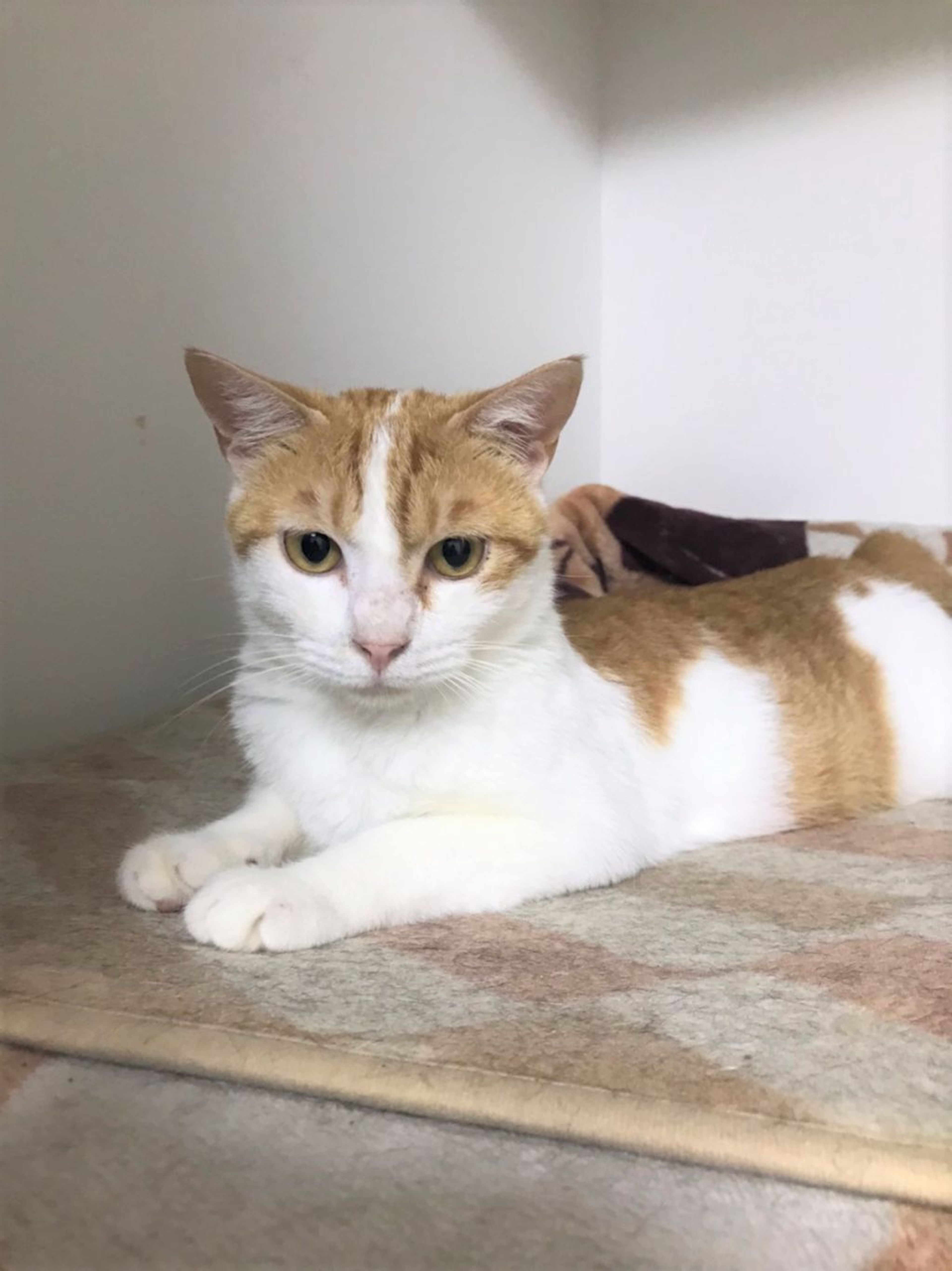 pet-image-5