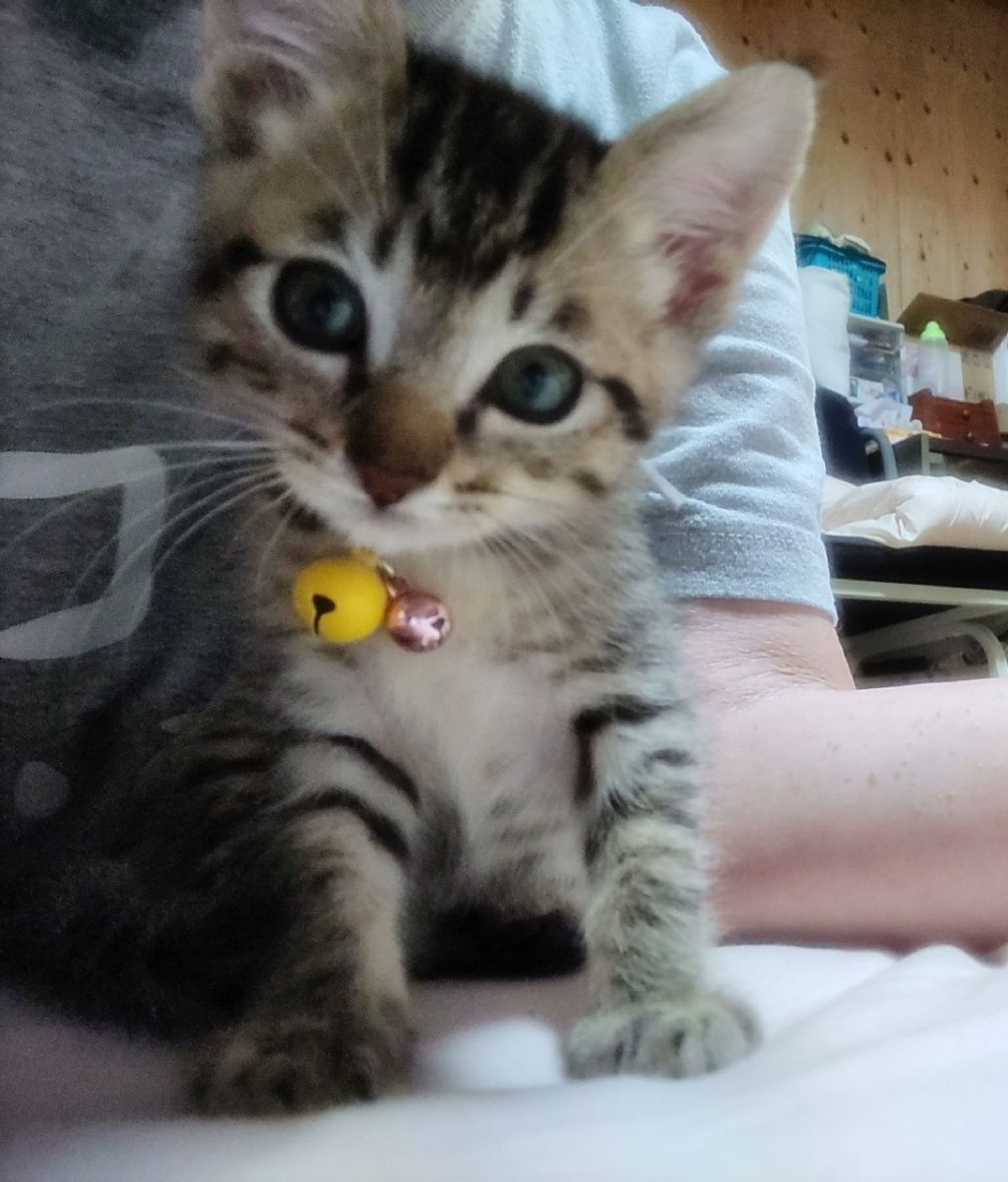 雑種（ミックス猫）・メスの里親募集の写真